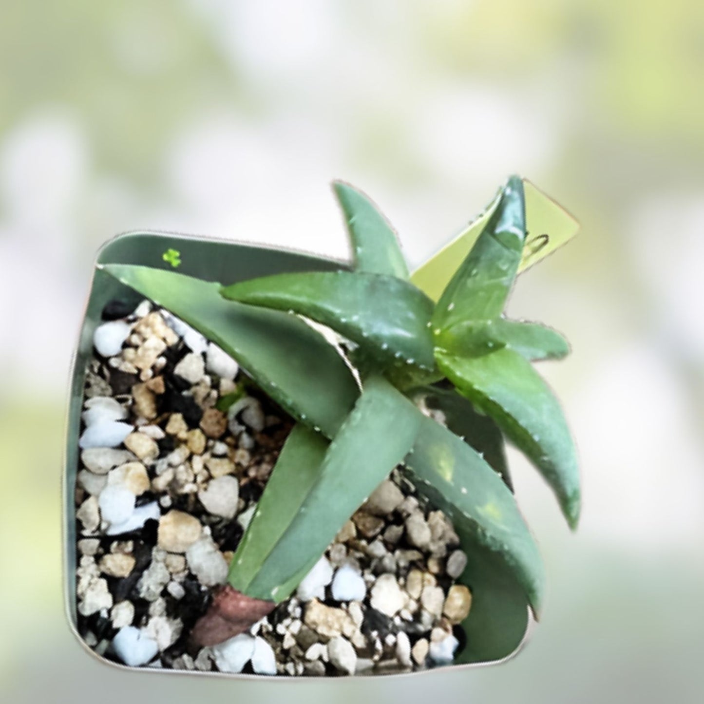 Aloe Pearsonii Rooted Cutting - Succulent Plant for Home Decor - Easy Care Indoor Aloe Vera Family