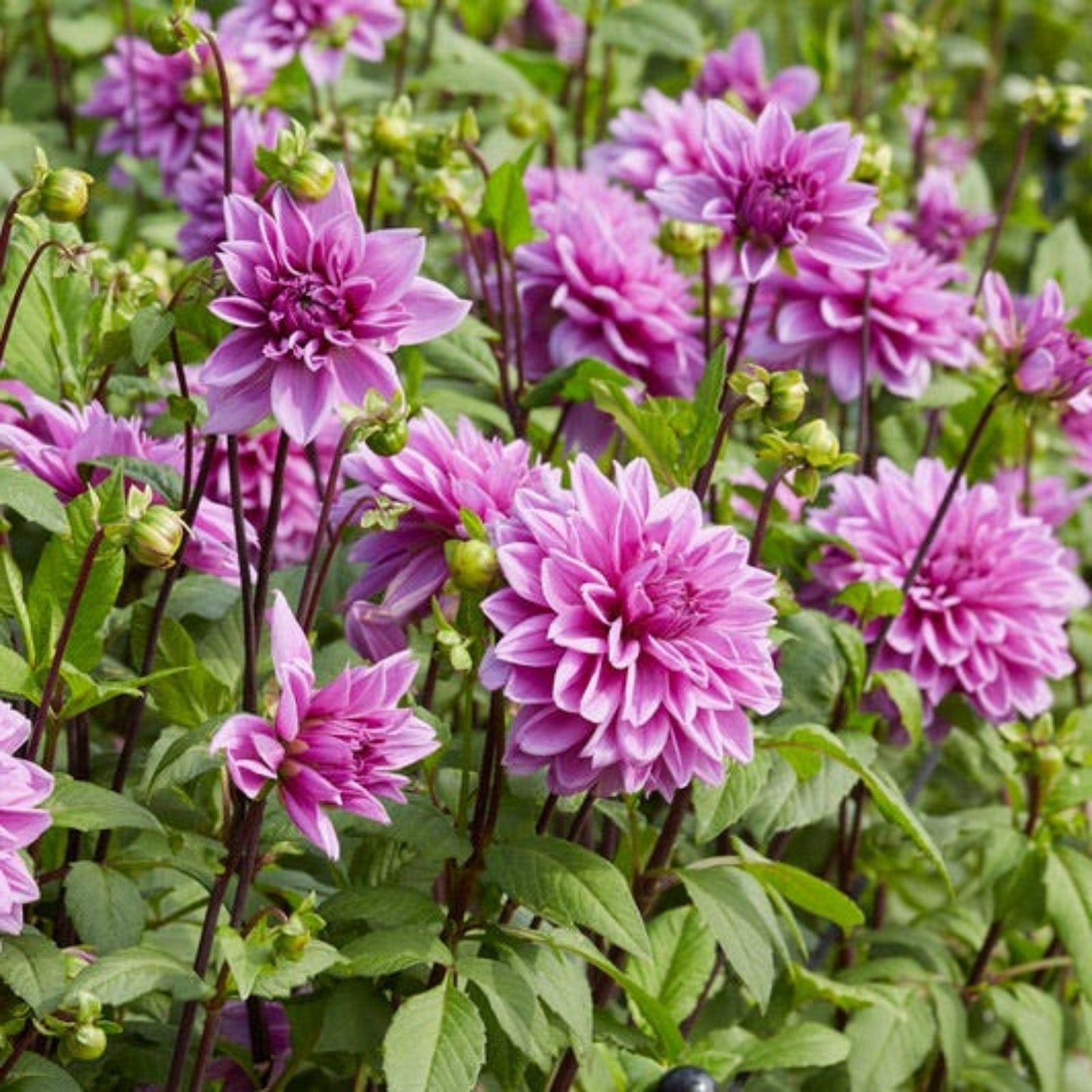 Dahlia Tuber Lilac Time Lavender Purple Giant Dinnerplate Flower - Dahlia 'Lilac Time' - Garden Bulb, Summer Blooming Plant