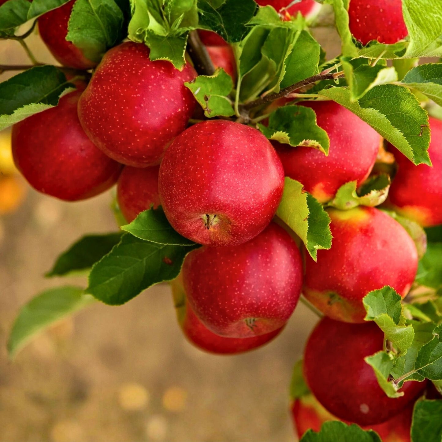 Paradise Apple Seeds | Edible Fruit Tree Seeds | Malus domestica | 20 Seeds for Growing Apple Tree | Free Shipping USA