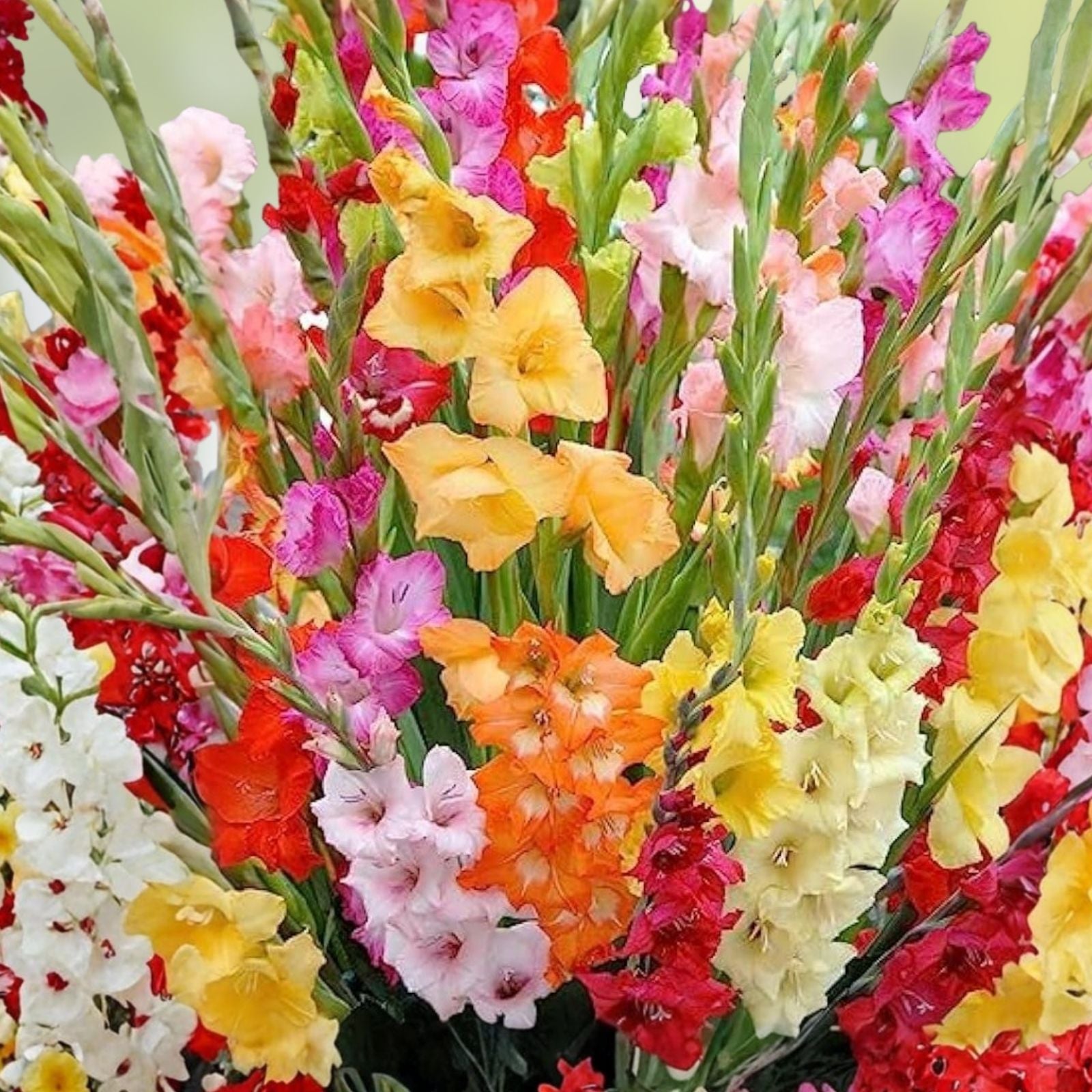 Gladiolus Bulbs 10/12cm Mixed Colors Sword Lily Summer Blooming Cold Hardy Flower Bulbs for Container Planting