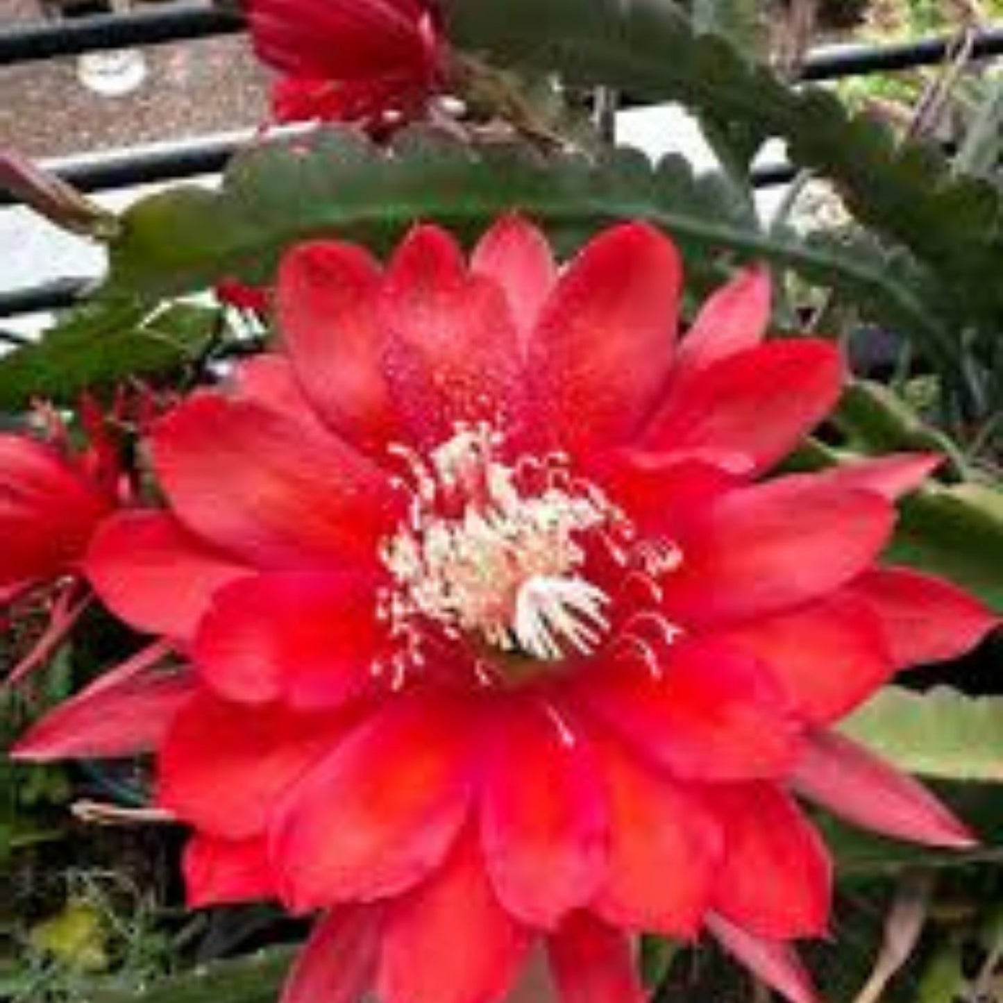 Epiphyllum 'Indian Fox' Unrooted Cutting - Rare Orchid Cactus - Exotic Houseplant Propagation Material