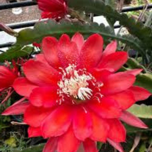 Epiphyllum 'Indian Fox' Unrooted Cutting - Rare Orchid Cactus - Exotic Houseplant Propagation Material