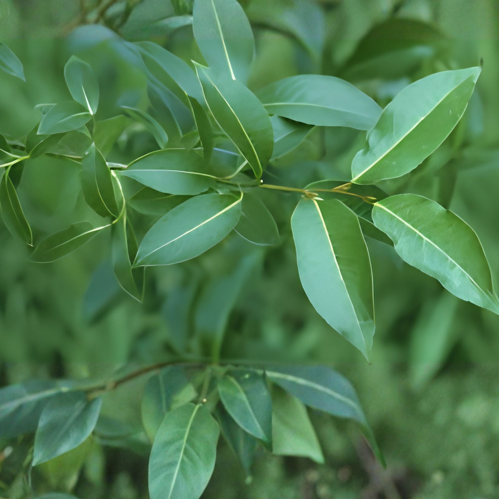 Bay Leaf Willow Cuttings 4 Pack Salix pentandra Live Plant Propagation Bare Root Starter Tree