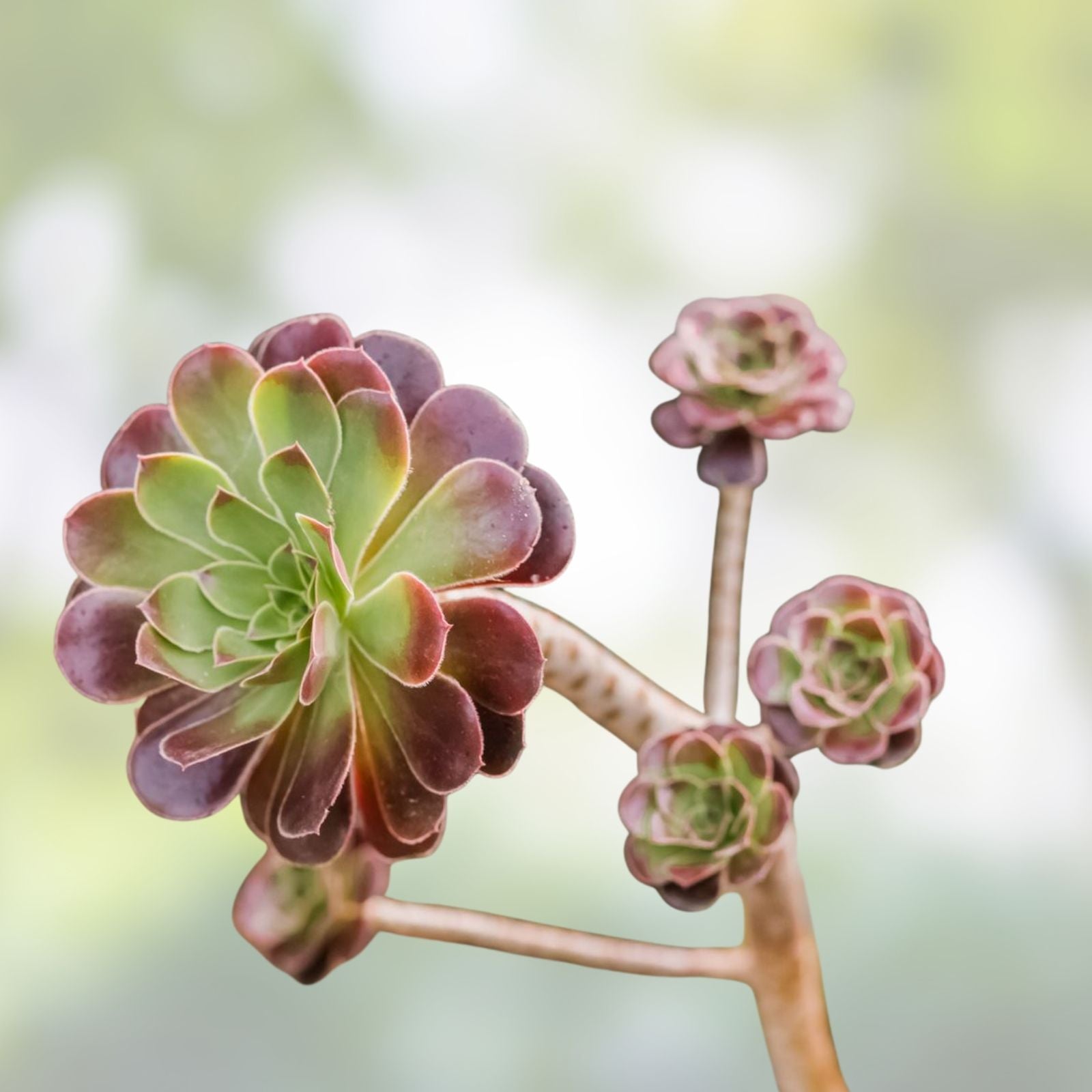 10 Piece Succulent Cuttings, Aeonium Variety, 3 Inches or Larger, Garden Plant Decor, Indoor and Outdoor Gardening Supplies