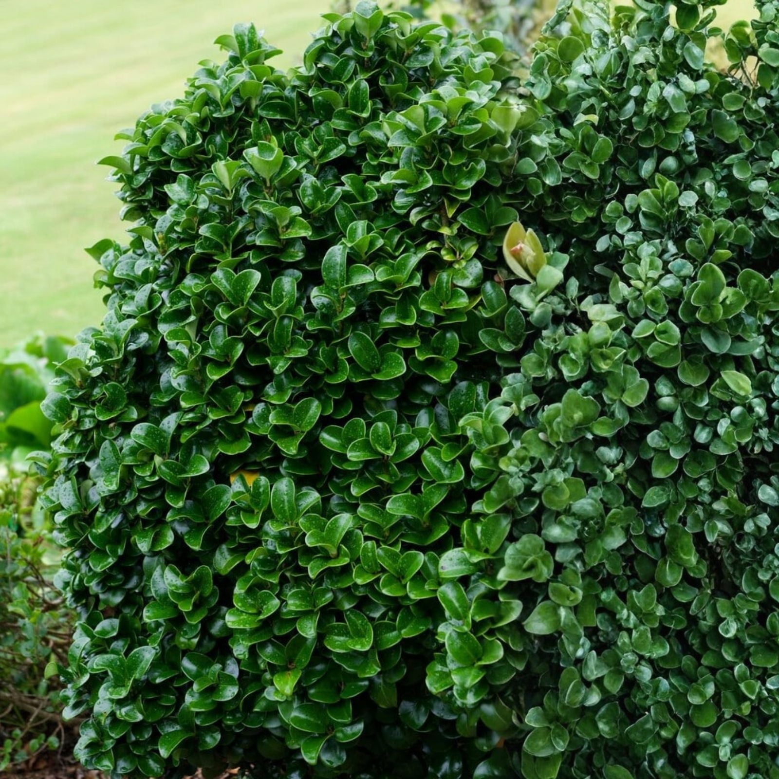 Ligustrum Japonicum Japanese Privet Cuttings - Evergreen Shrub, 6-8" Long, Fast Growing, Ornamental Hedge Plant
