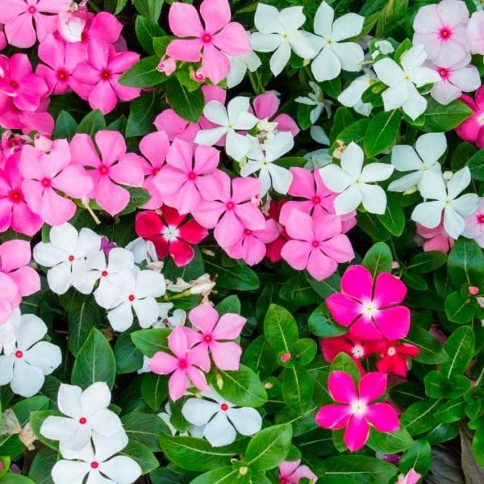 Vinca Seeds 100-Pack F1 Mix Catharanthus roseus Flowering Annual Garden Landscape Seeds