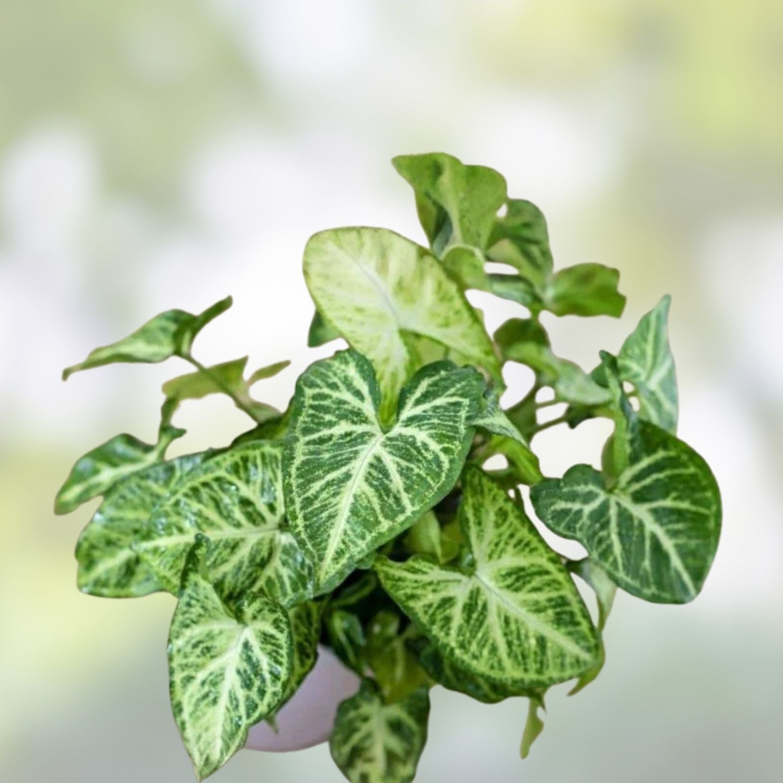 Rooted Arrowhead Plant Cuttings 15 Pack | Syngonium podophyllum | Indoor Houseplant | Easy to Grow