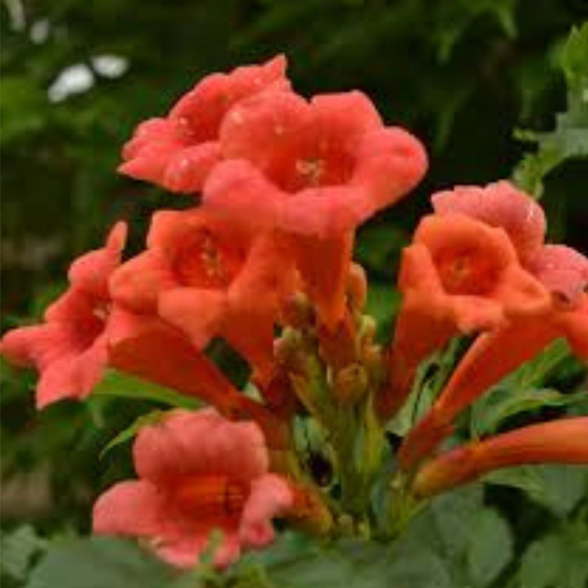 Orange Trumpet Vine Bareroot Plant 8 16" Tall, Vibrant Orange Cluster, Campsis radicans