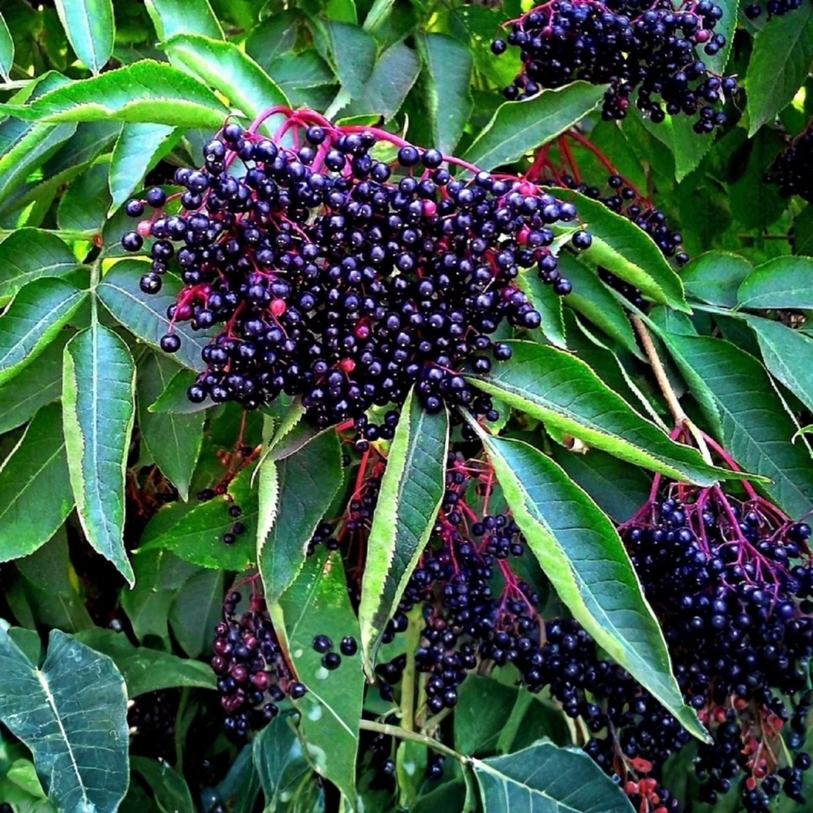 Elderberry Cuttings - 4 Fresh Black Bearing Planting Cuttings - Sambucus nigra - Fruit Bearing, Organic, Live Planting Material