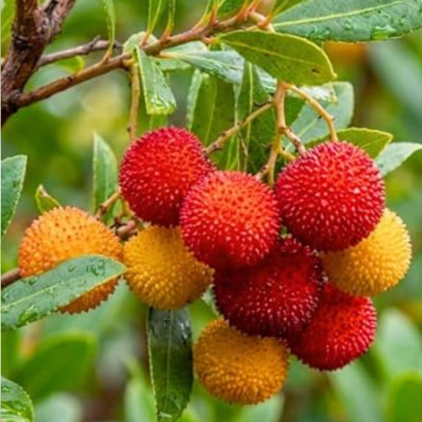 Muntingia Calabura Strawberry Tree Live Plant 10 Pack Tropical Fruit Tree Rare | Free Shipping