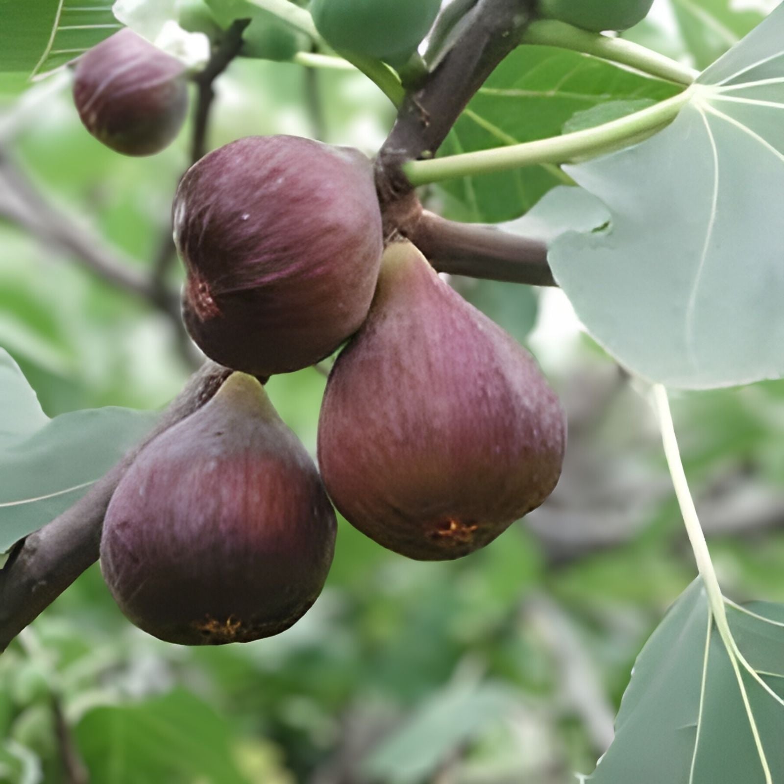 Chicago Hardy Fig Tree Cuttings – 10 Unrooted 6-8" Long Ficus carica "Chicago Hardy" Cold Hardy Variety