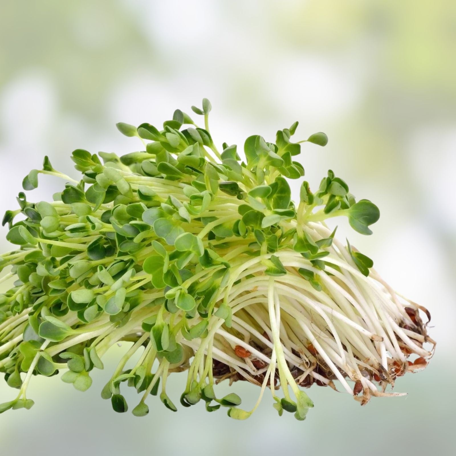 Alfalfa Sprout Seeds 500g Heirloom Non-GMO Medicago sativa for Healthy Sprouting, Organic Microgreen Seeds