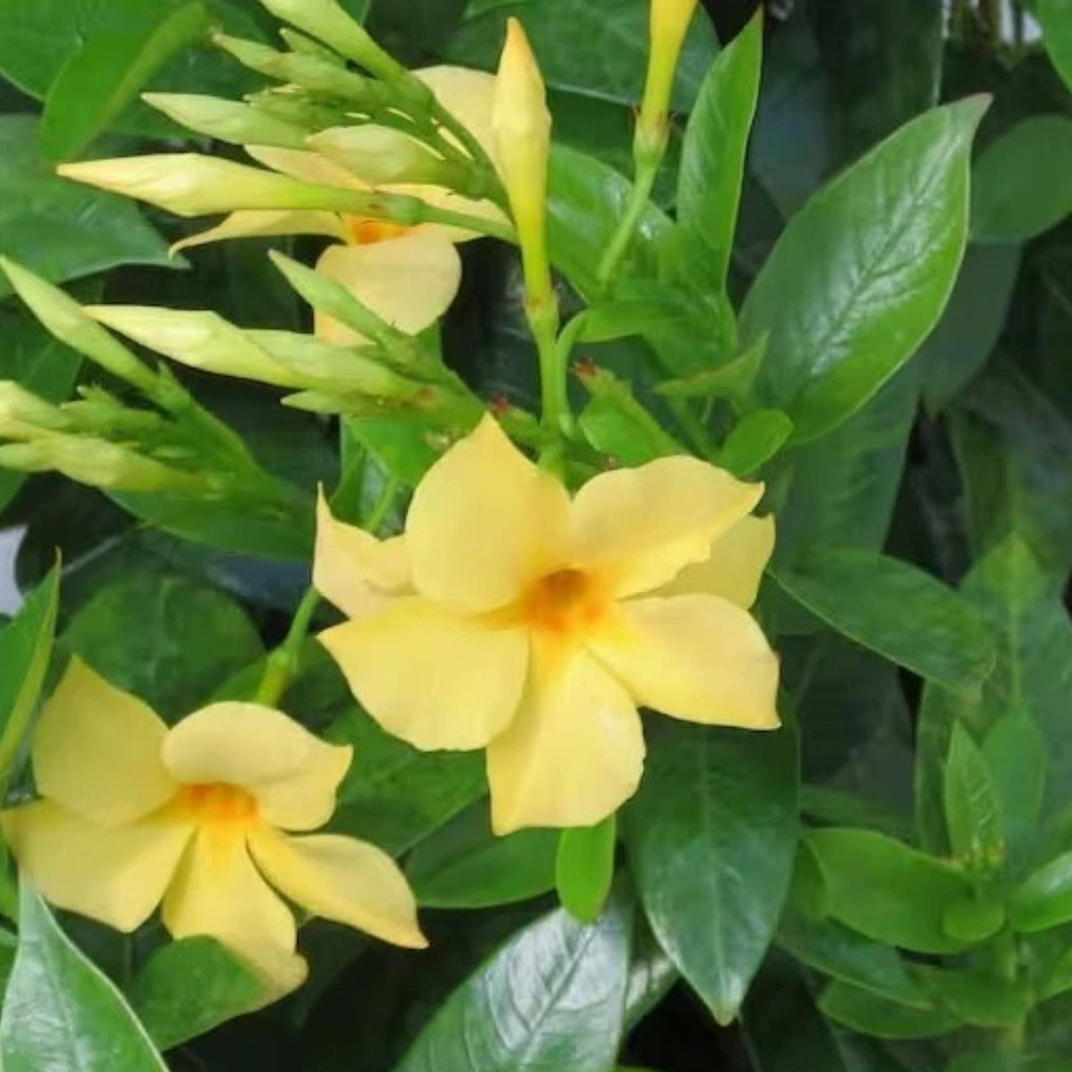 Yellow-Mandevilla-Plants-Live-4-to-10-Inch-Tall-No-Pot-Perfect-for-Garden-Mandevilla-spp.