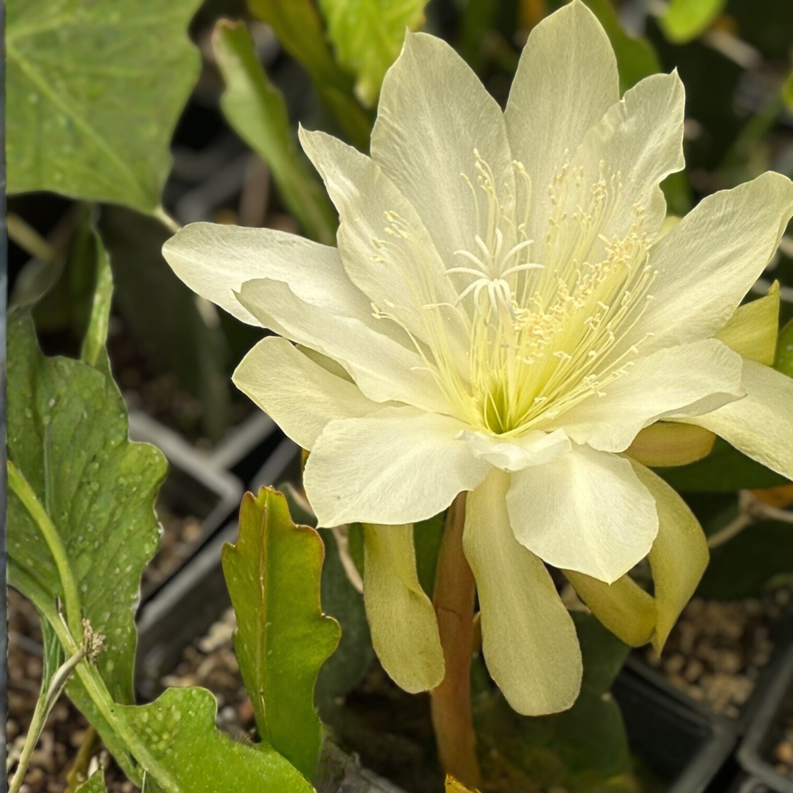 Epiphyllum 'HB Garden Sprite' Unrooted Cutting - Orchid Cactus - Tropical Houseplant - First Cutting