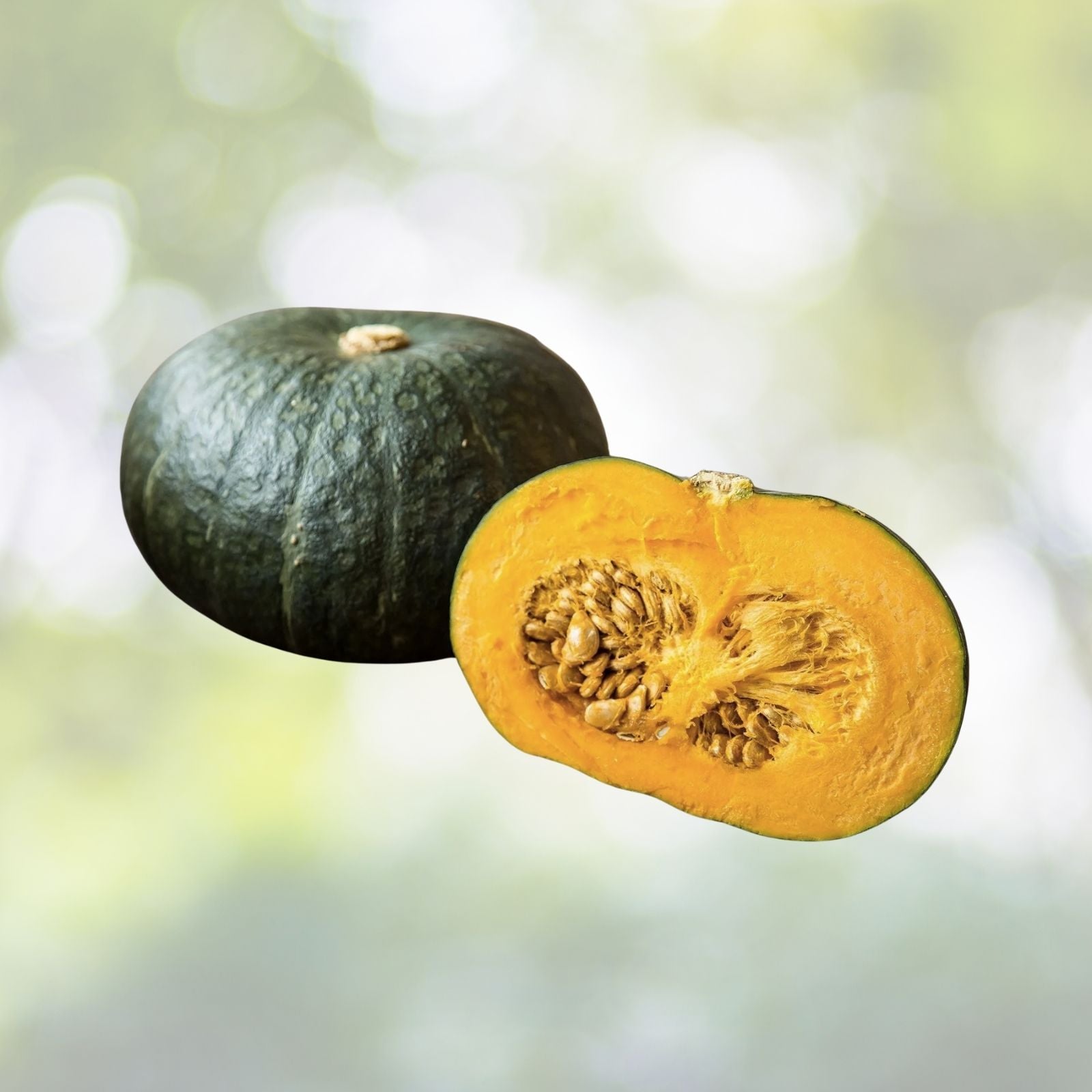 Kabocha Squash Seeds - 10+ Sweet Nutty Flavor Japanese Pumpkin - Cucurbita maxima - USA