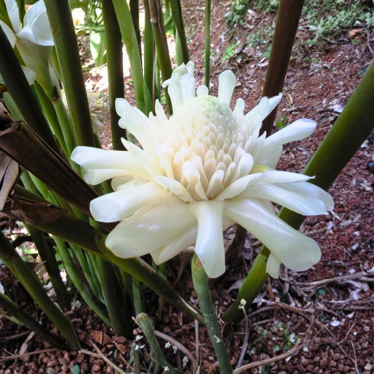 White Torch Ginger Rhizome - Freshly Harvested Etlingera elatior - Tropical Exotic Flower for Gardens and Landscapes