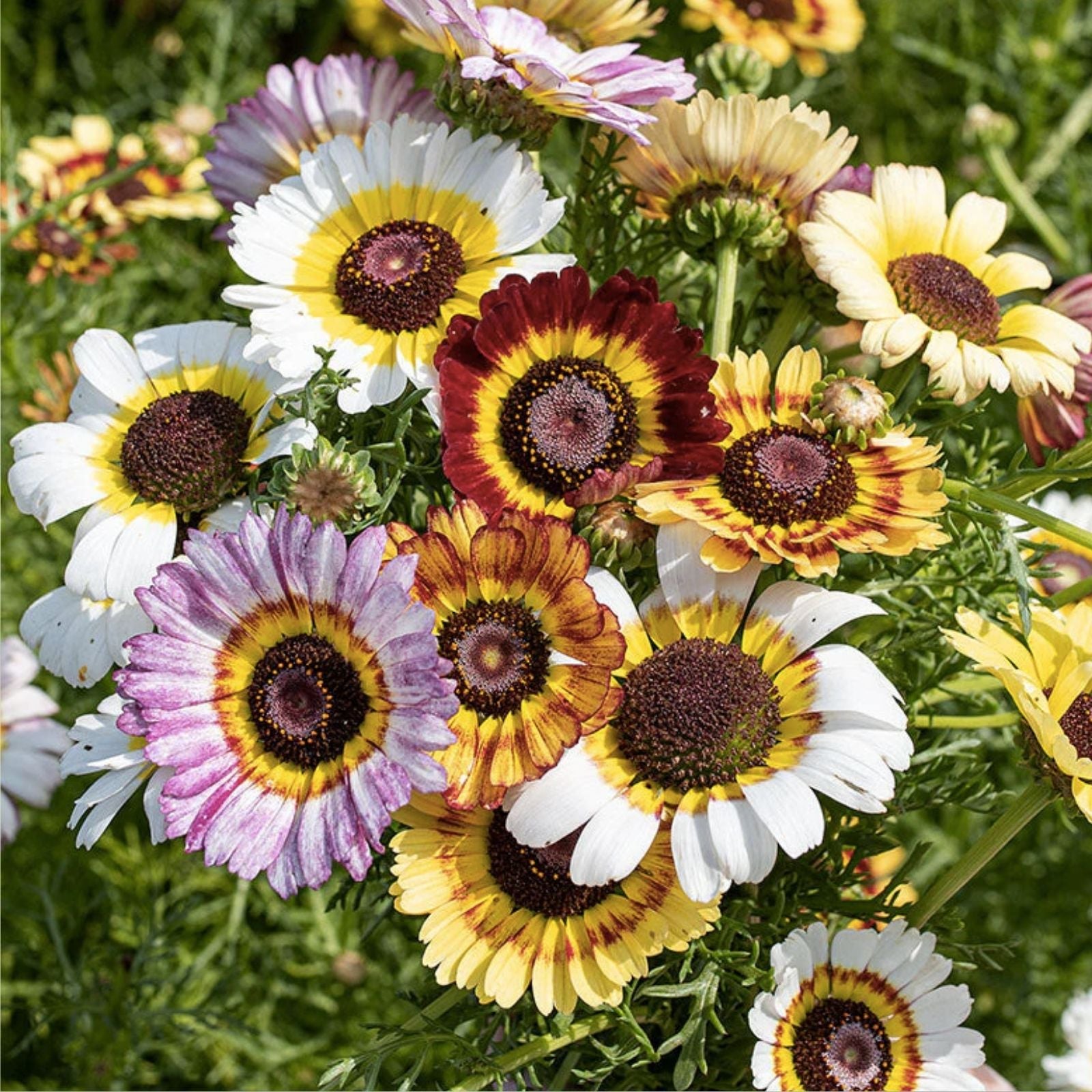 Painted Daisy Flower Seeds 100 Count - Chrysanthemum carinatum - Bright Pink Flowering Plant Seeds for Garden