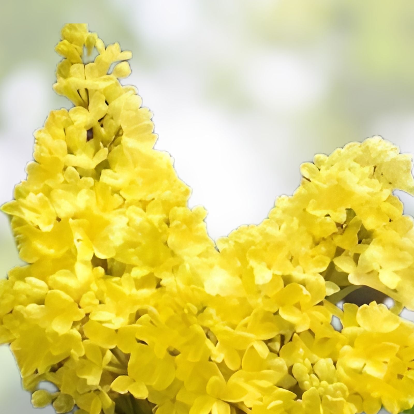 Yellow Lilac Seeds for Planting, 50+ Seeds, Bonsai-Ready Syringa vulgaris, Fragrant, Ornamental Flowering Shrub