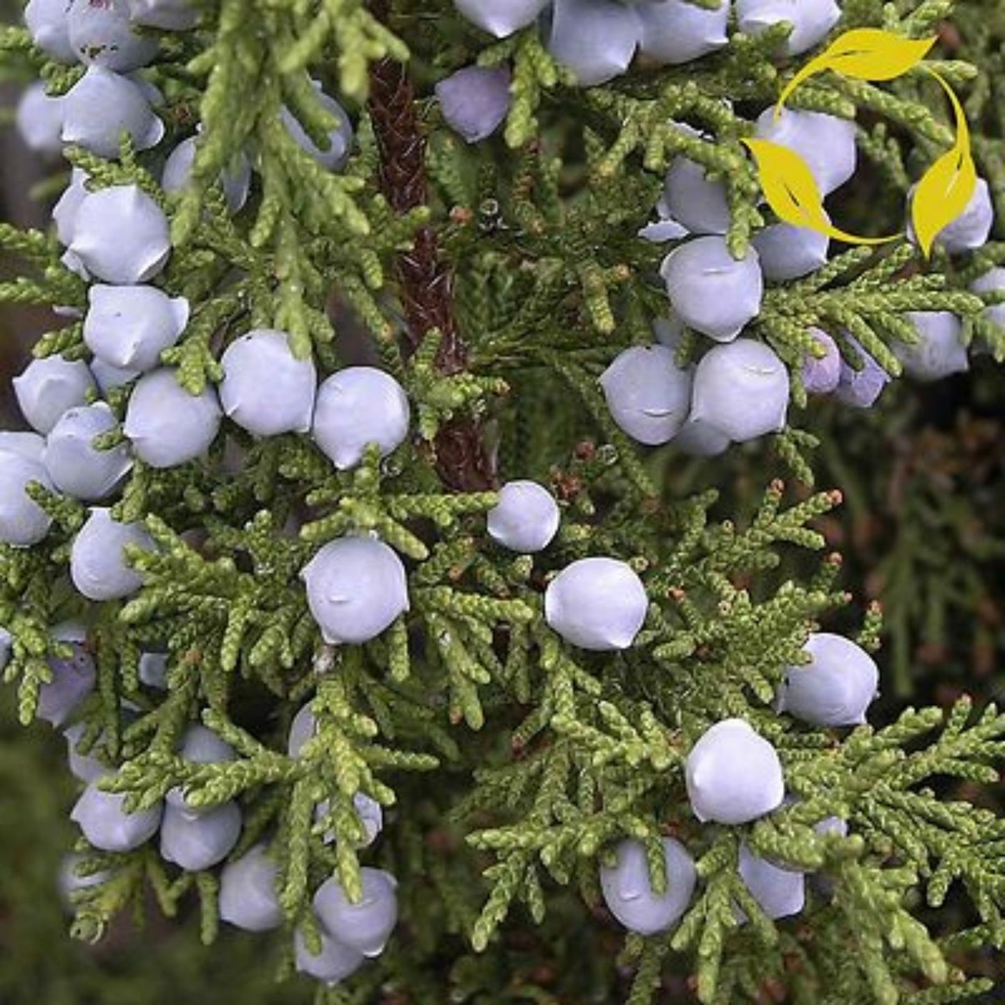 Utah Juniper Seeds for Planting, 30 Seeds, Juniperus osteosperma, Bonsai Species, Drought Tolerant, Native Evergreen Tree