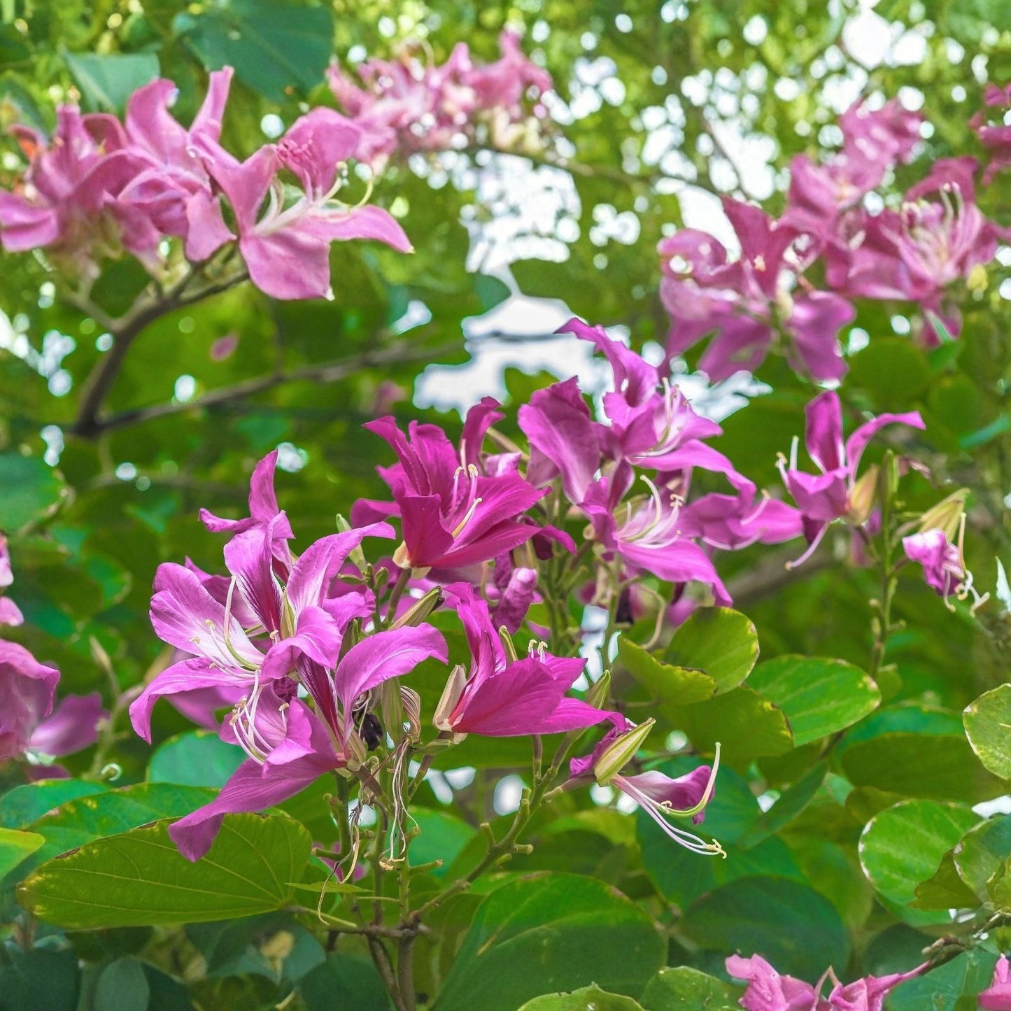 Orchid Tree Seeds - 10 Count - Butterfly Tree - Bauhinia purpurea - Ornamental Flowering Plant Seeds