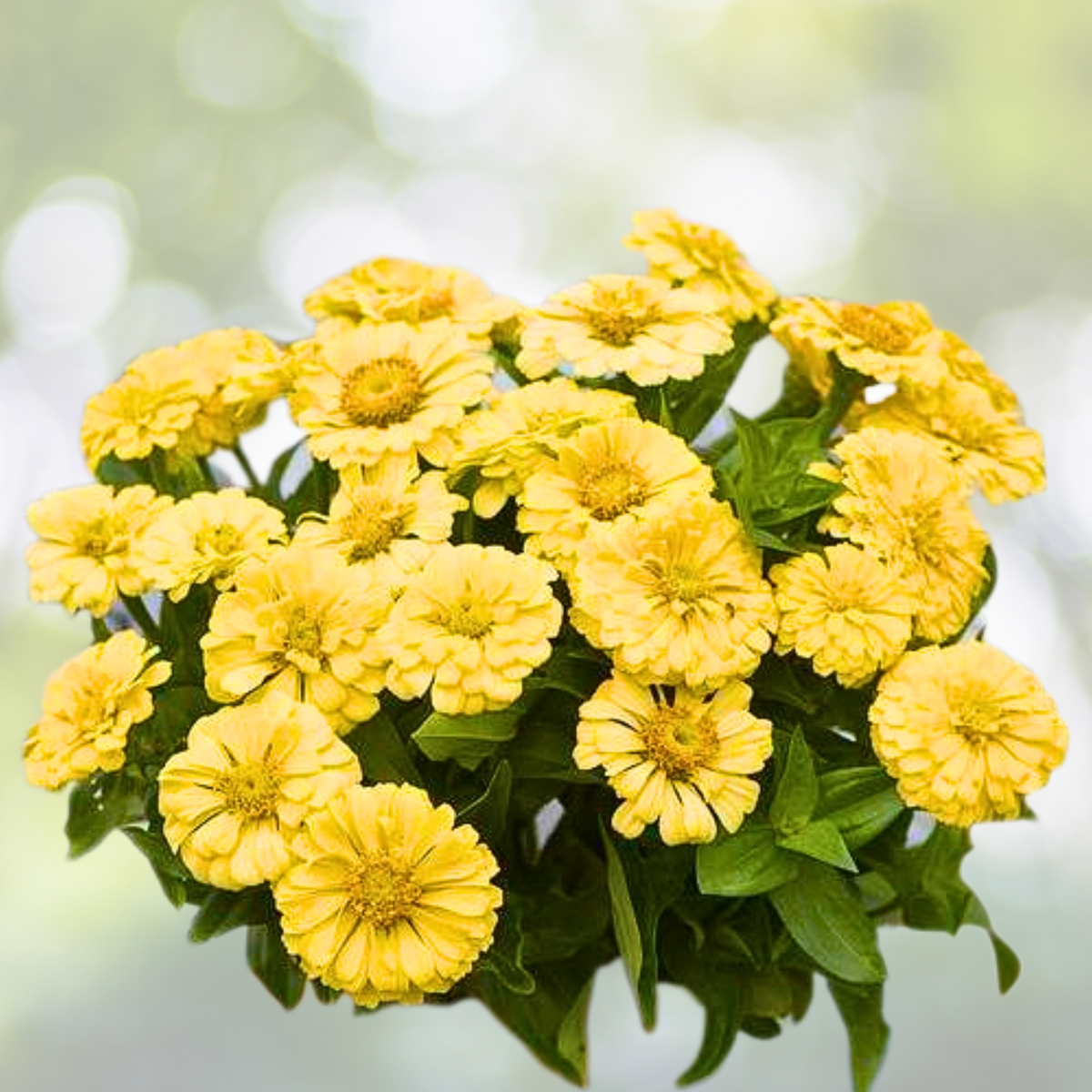 Zinnia Seeds - 200 Non-GMO ISABELLINA Yellow Huge Blooms for Butterflies & Hummingbirds - Zinnia elegans