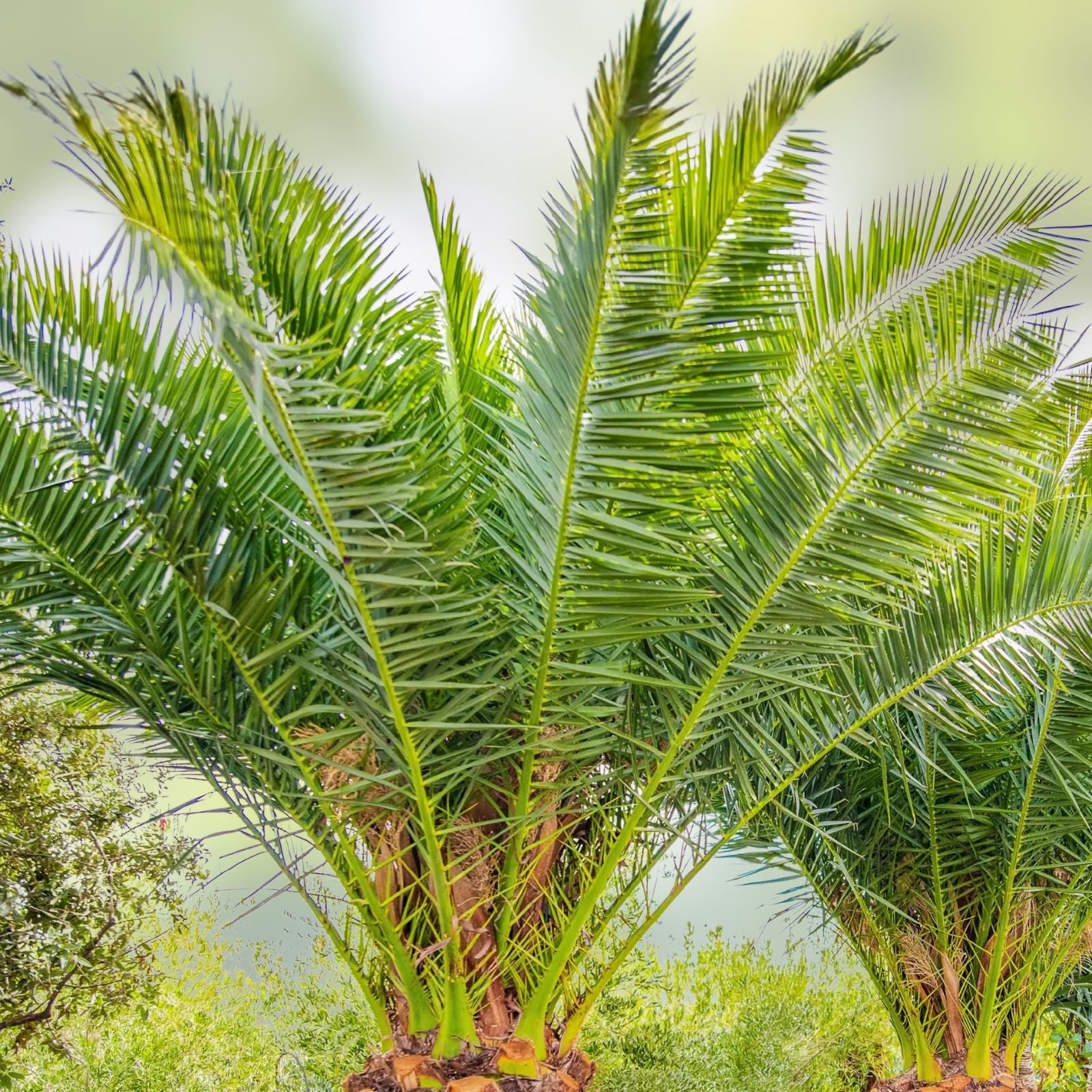 Canary Island Date Palm, 1 Year, 13-15" Tall, Pineapple Palm, Phoenix Canariensis, 2 Plants