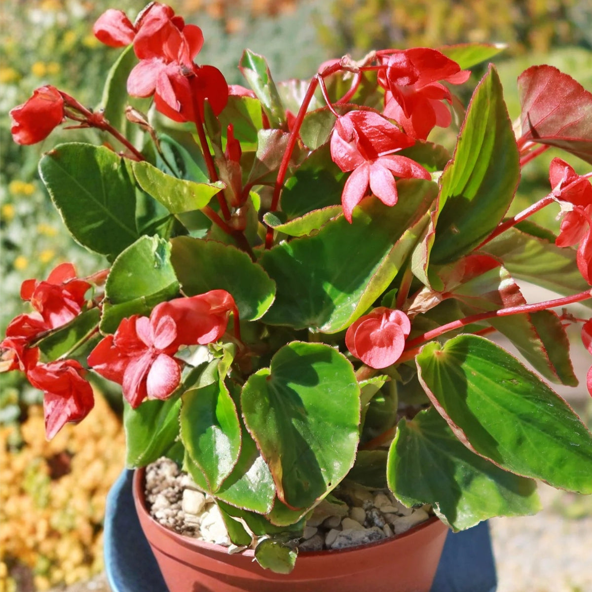 Red Begonia Plant 6in Pot - Charming Red Flowering Indoor/Outdoor Plant - Begonia x tuberhybrida