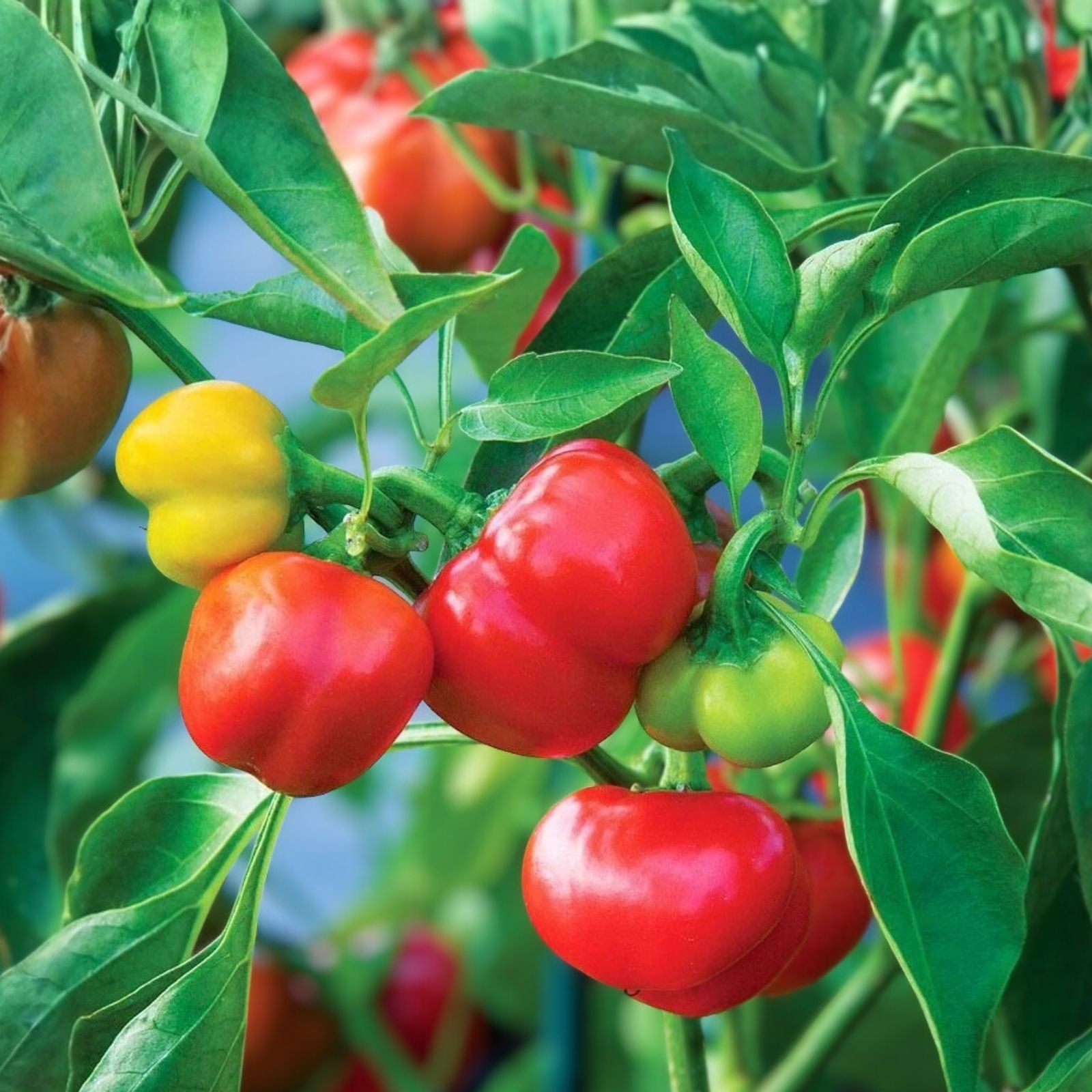Pimento Red Pepper Seeds 500 Count – Capsicum annuum Non-GMO Heirloom Vegetable Seeds for Gardening