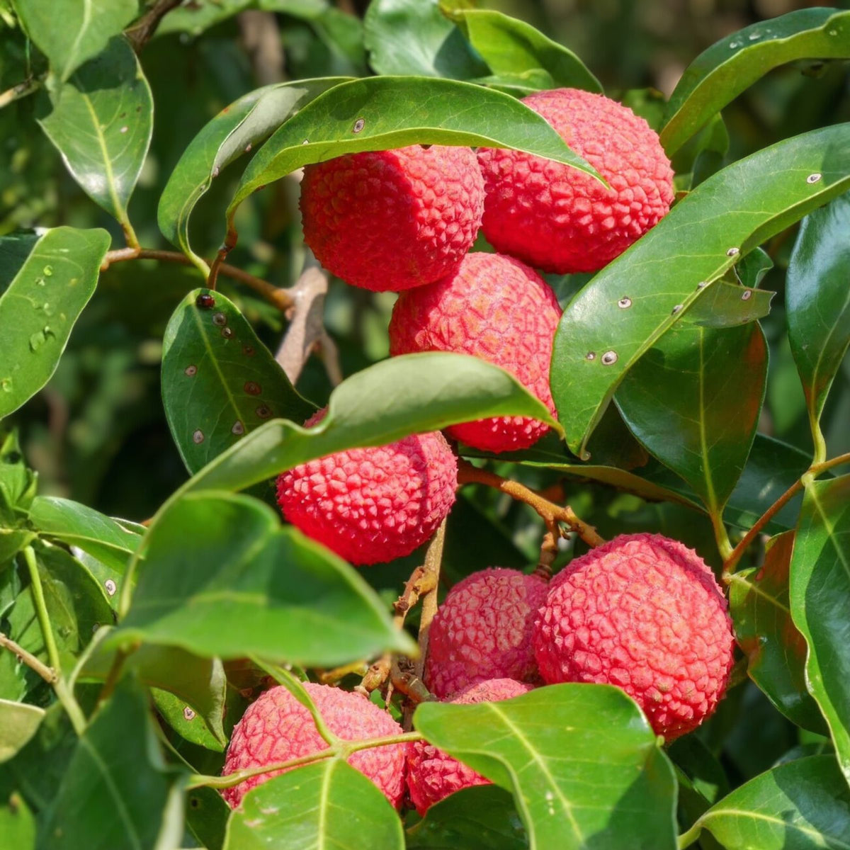 Brewster Lychee Tree 3 Gallon Live Plant - Litchi chinensis - Ideal for Gardens and Ornamental Use