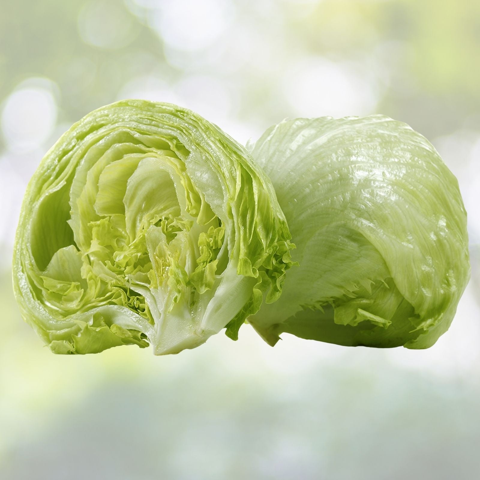 Iceberg Lettuce Seeds - 1000+ Bulk Crisphead Romaine Seeds - Lactuca sativa - USA Grown