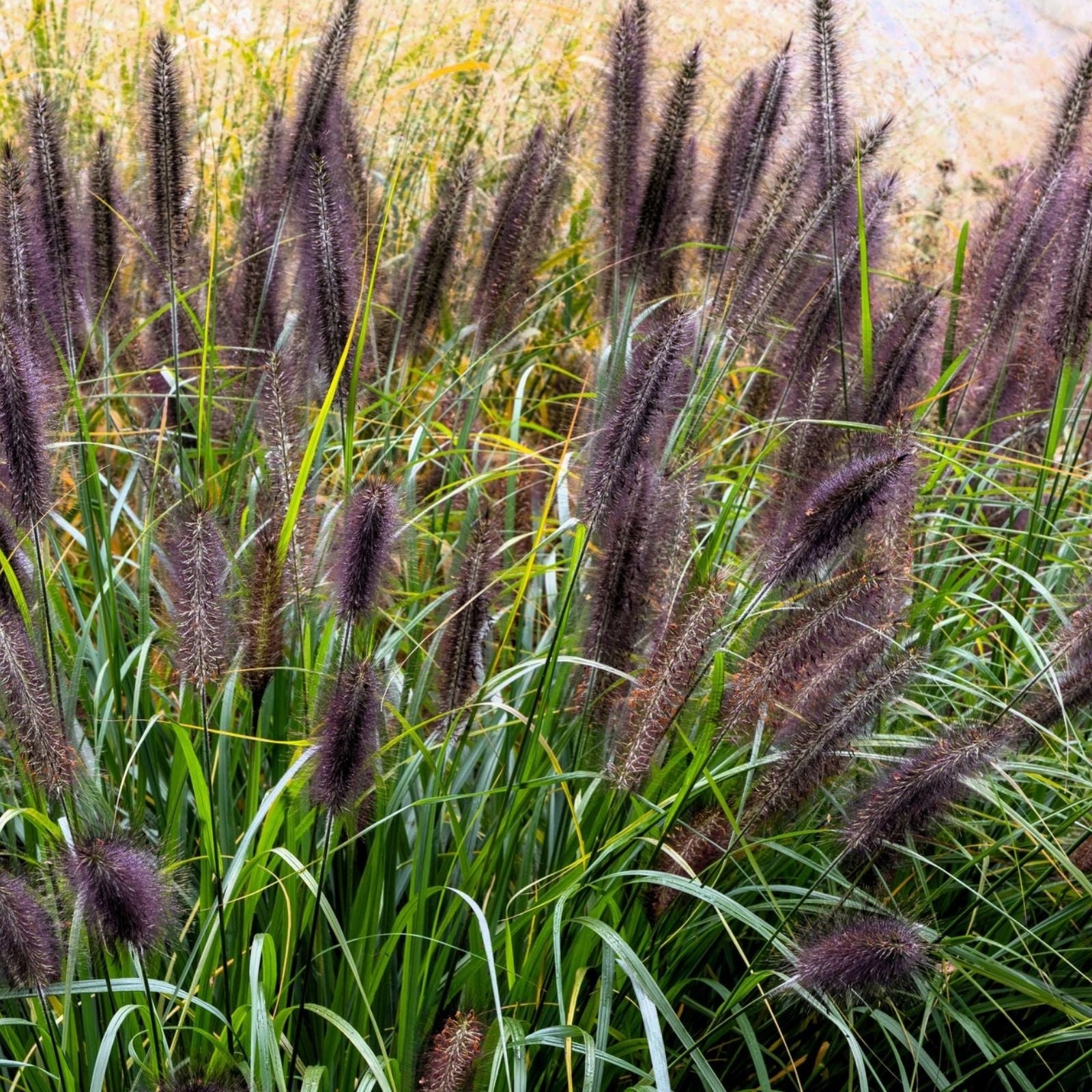Dwarf Black Fountain Grass Seeds – 50 Organic Pennisetum alopecuroides Seeds for Landscaping and Garden Use