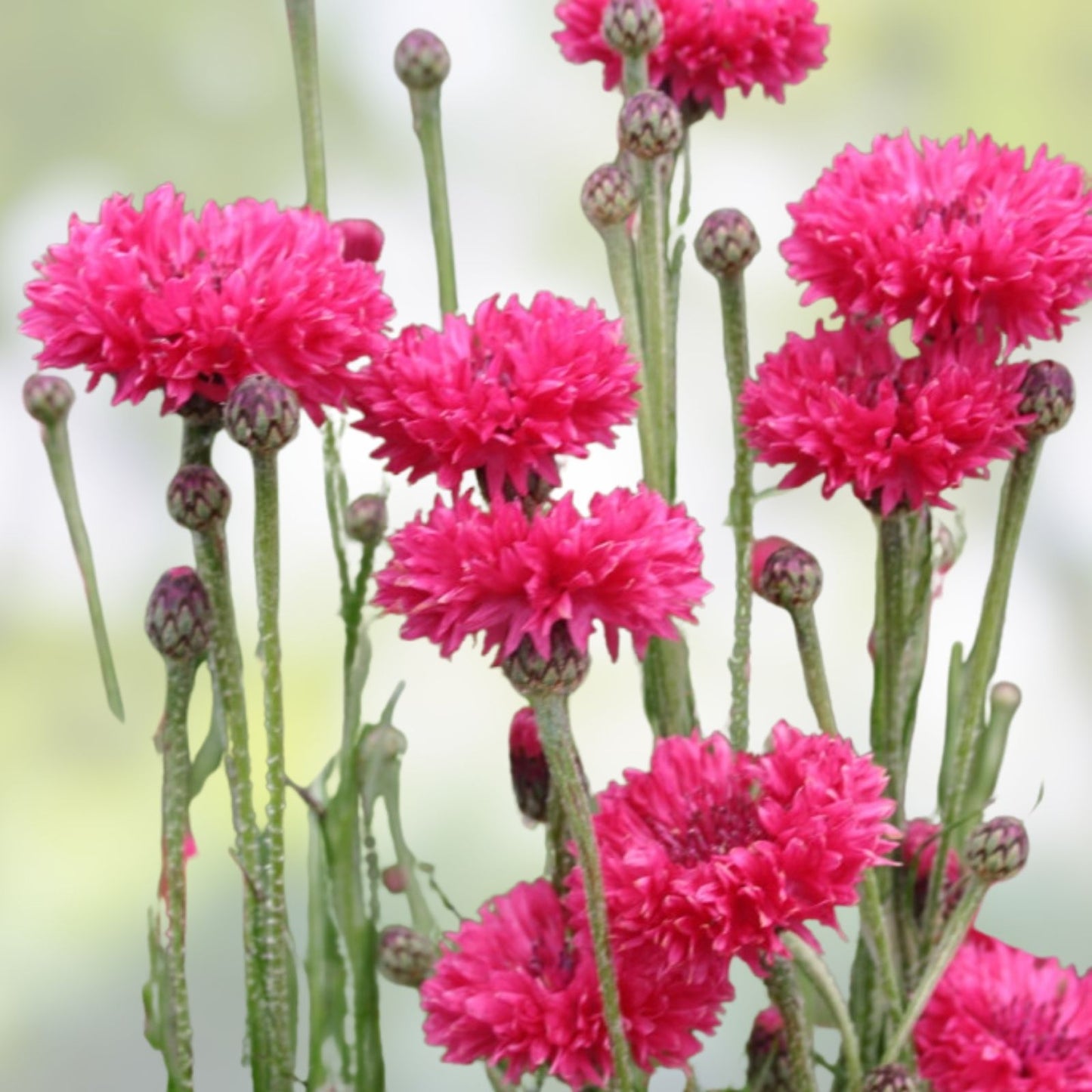 Bachelor Button Seeds 1000 Count Tall Red Variety Centaurea cyanus Bright Garden Blooms, Flower Seeds for Planting