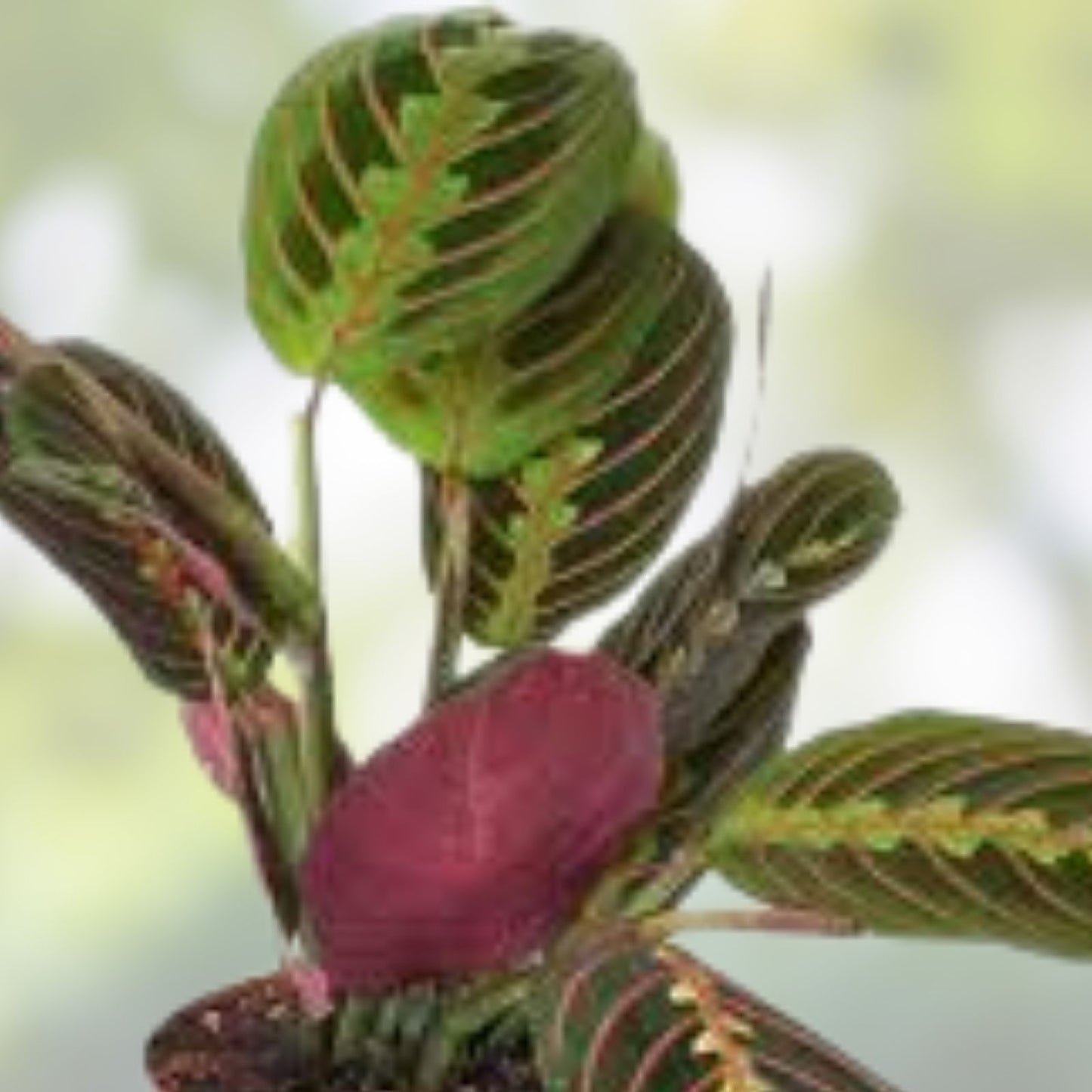 Maranta Red Live Houseplant Cutting – 3-6" Tall, Well Rooted, Vibrant Foliage, Maranta leuconeura