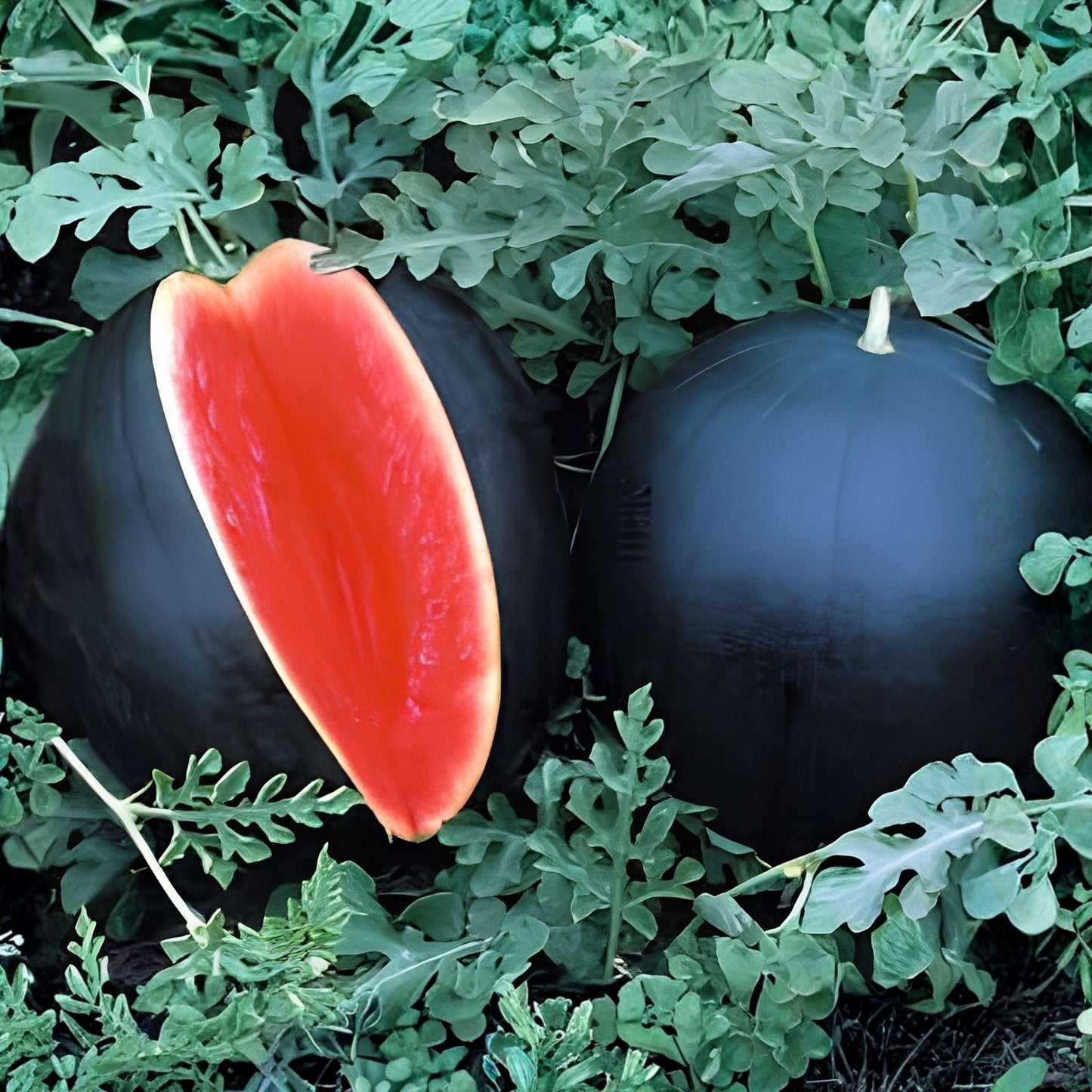 Black Diamond Watermelon Seeds 50 Pack Heirloom Citrullus lanatus Fruit Seeds for Gardening