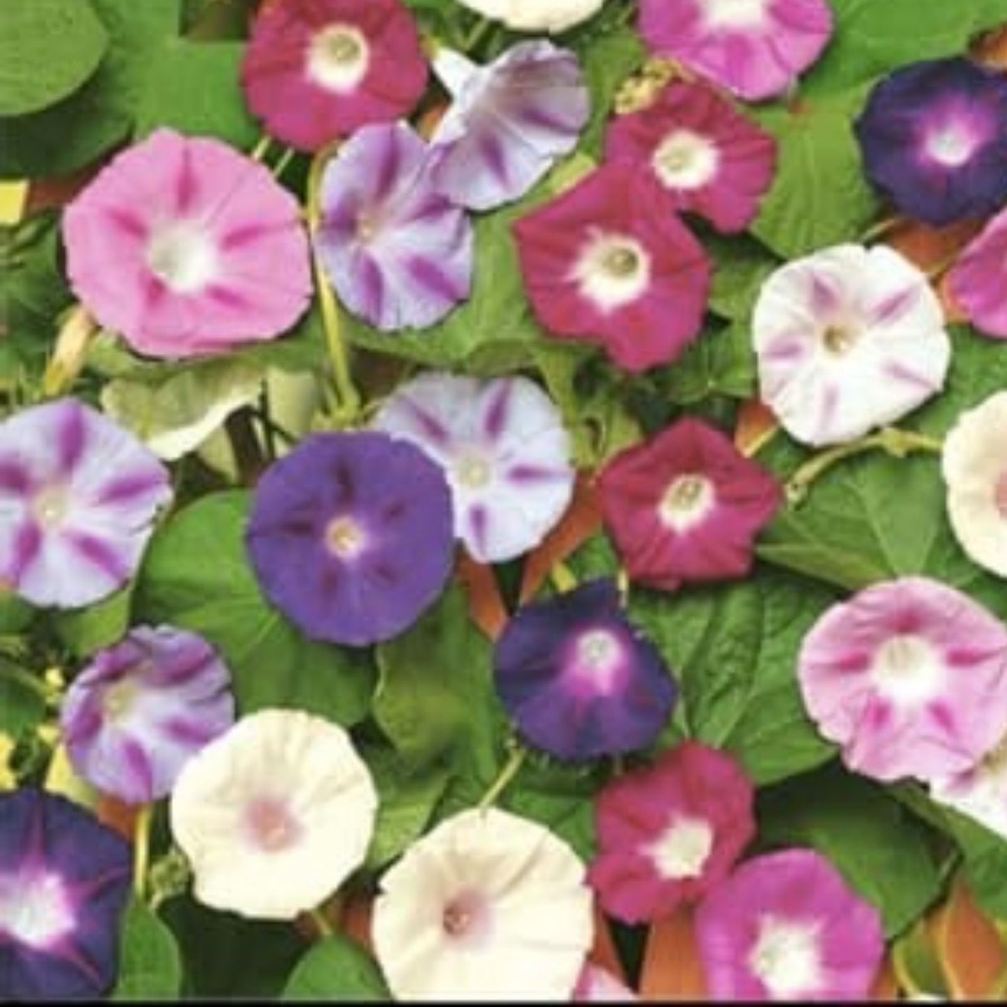 Morning Glory Seeds 200 pcs Non-GMO Flower Seeds for Garden Ipomoea purpurea Climbing Vine