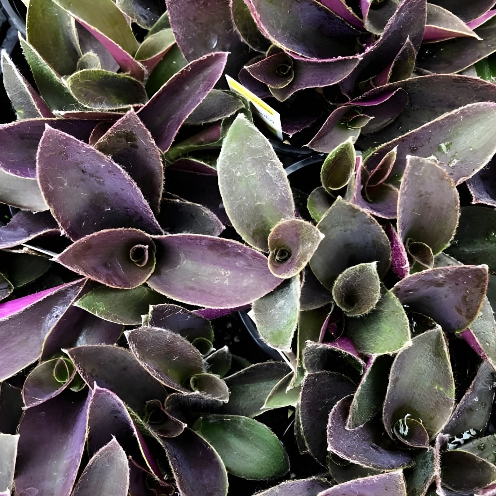 Tradescantia Cuttings - 5 Unrooted Pale Puma Fuzzy Wandering Jew - Tradescantia zebrina Plantlets