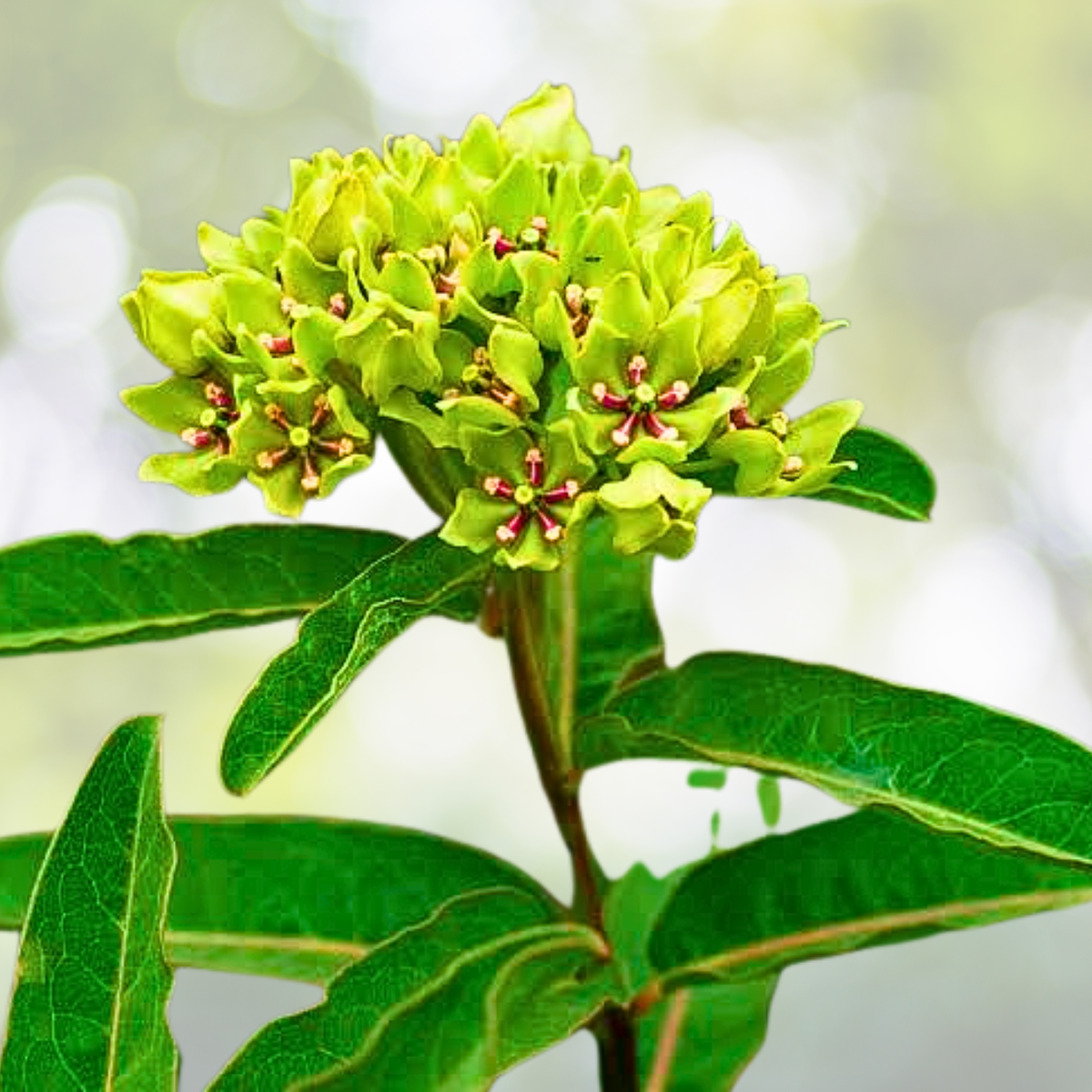 Milkweed Seeds - 30 Non-GMO Spider Variety - Monarch Butterfly Host Plant - Loves Heat - Asclepias spp.