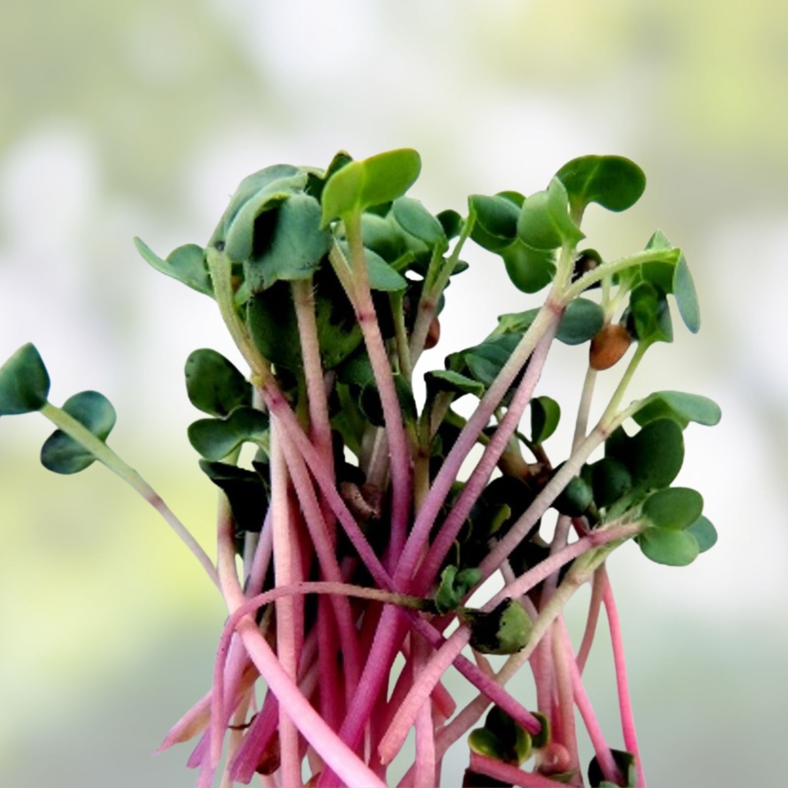 Red Arrow Radish Seeds Bulk 2500 Count | Microgreens for Garden | Raphanus sativus