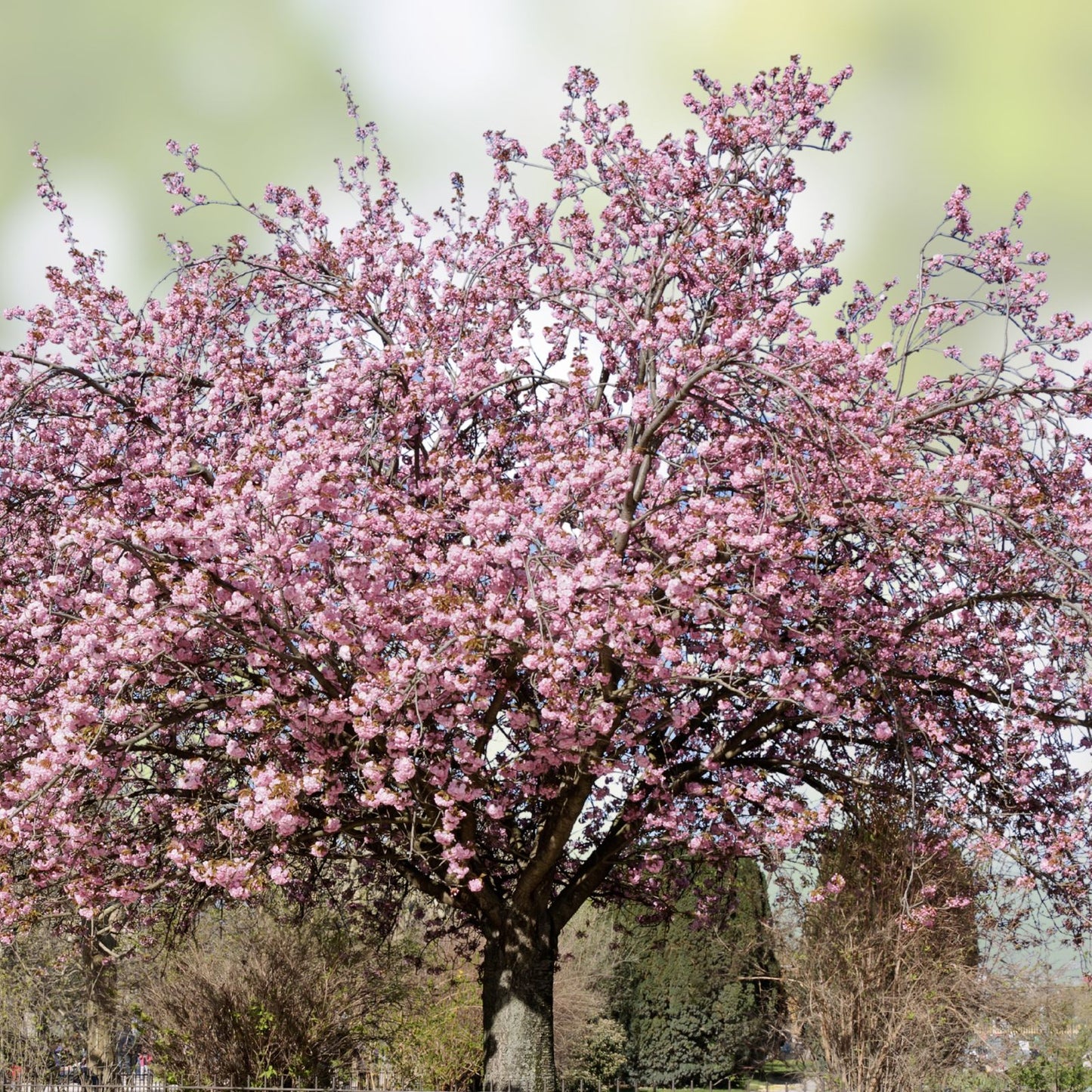 50+ Rare Cherry Blossom Seeds for Planting – Dwarf Pink Sakura Weeping Cherry (Prunus serrulata) Tree Seeds