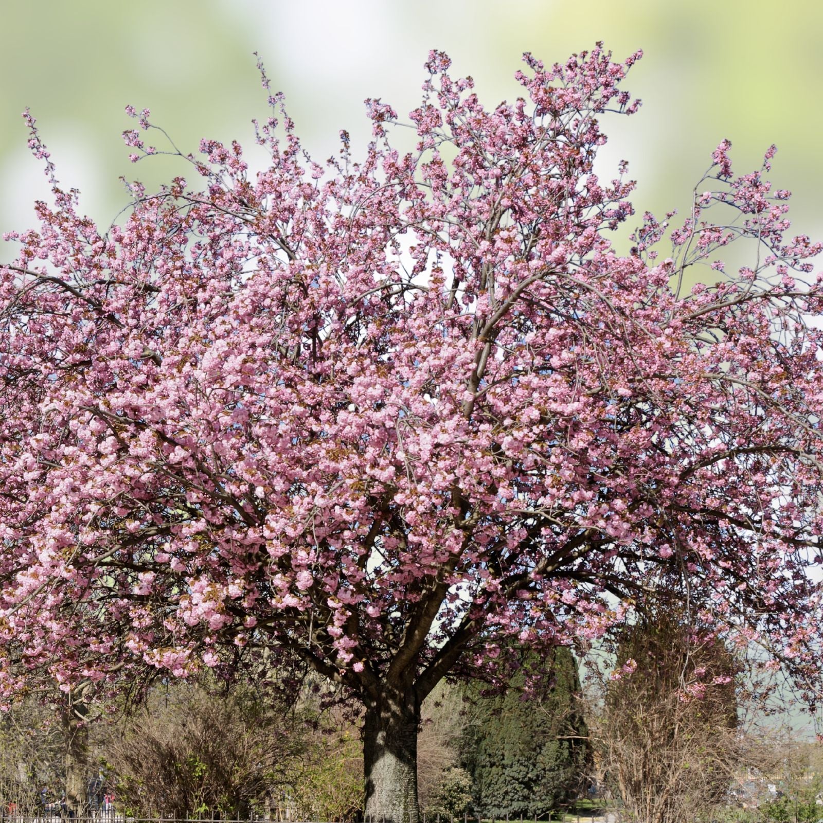 50+ Rare Cherry Blossom Seeds for Planting – Dwarf Pink Sakura Weeping Cherry (Prunus serrulata) Tree Seeds