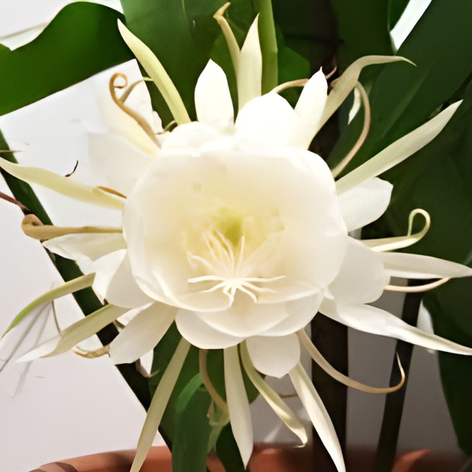 Epiphyllum Oxypetalum Plant - Queen of the Night Orchid Cactus - Live Indoor Houseplant - Unique Cactus Variety