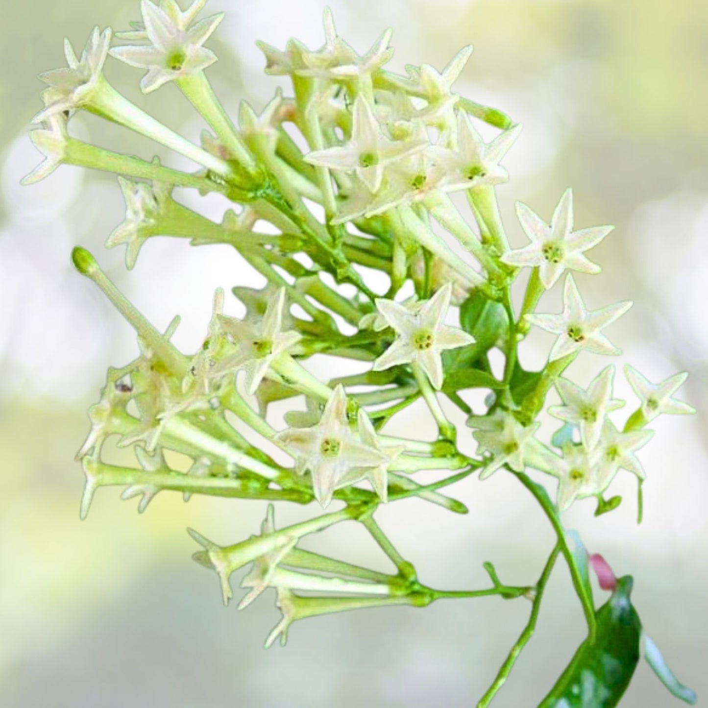 Night Blooming Jasmine Cuttings 10-Pack - Very Fragrant Cestrum Nocturnum for Propagation, Green Tips