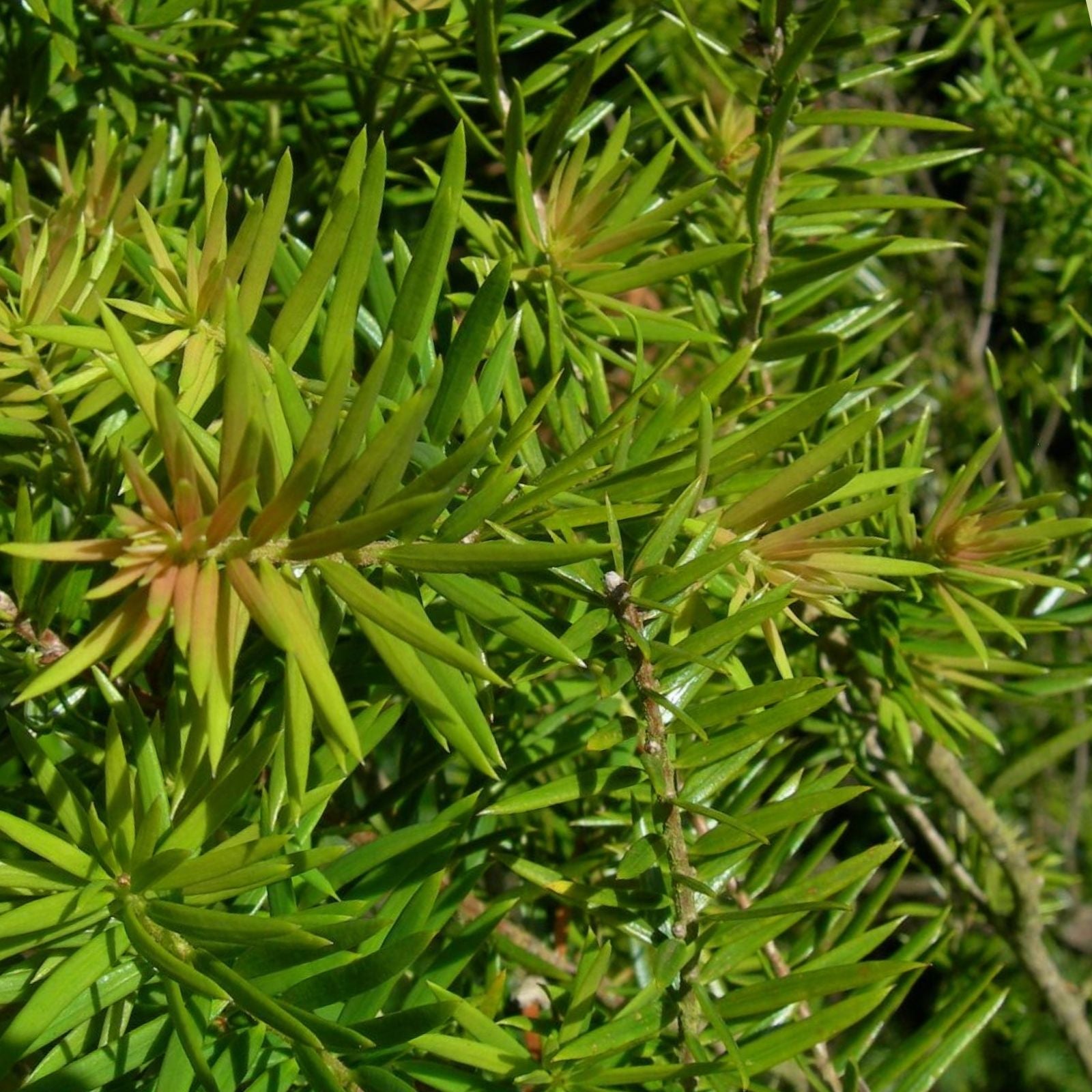 Fortune's Keteleeria Tree Seeds 30 Pack - Keteleeria fortunei Rare Evergreen Tree Seeds for Planting