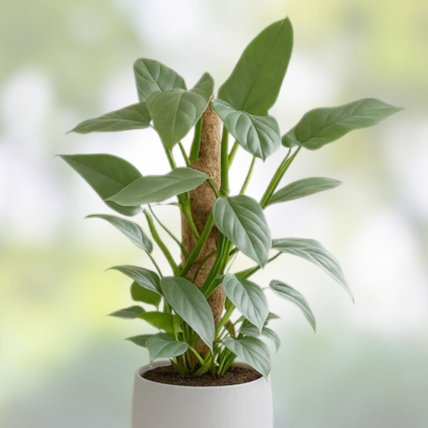 Philodendron Silver Sword Plant 3,5" Pot Rare Tropical Houseplant Philodendron hastatum