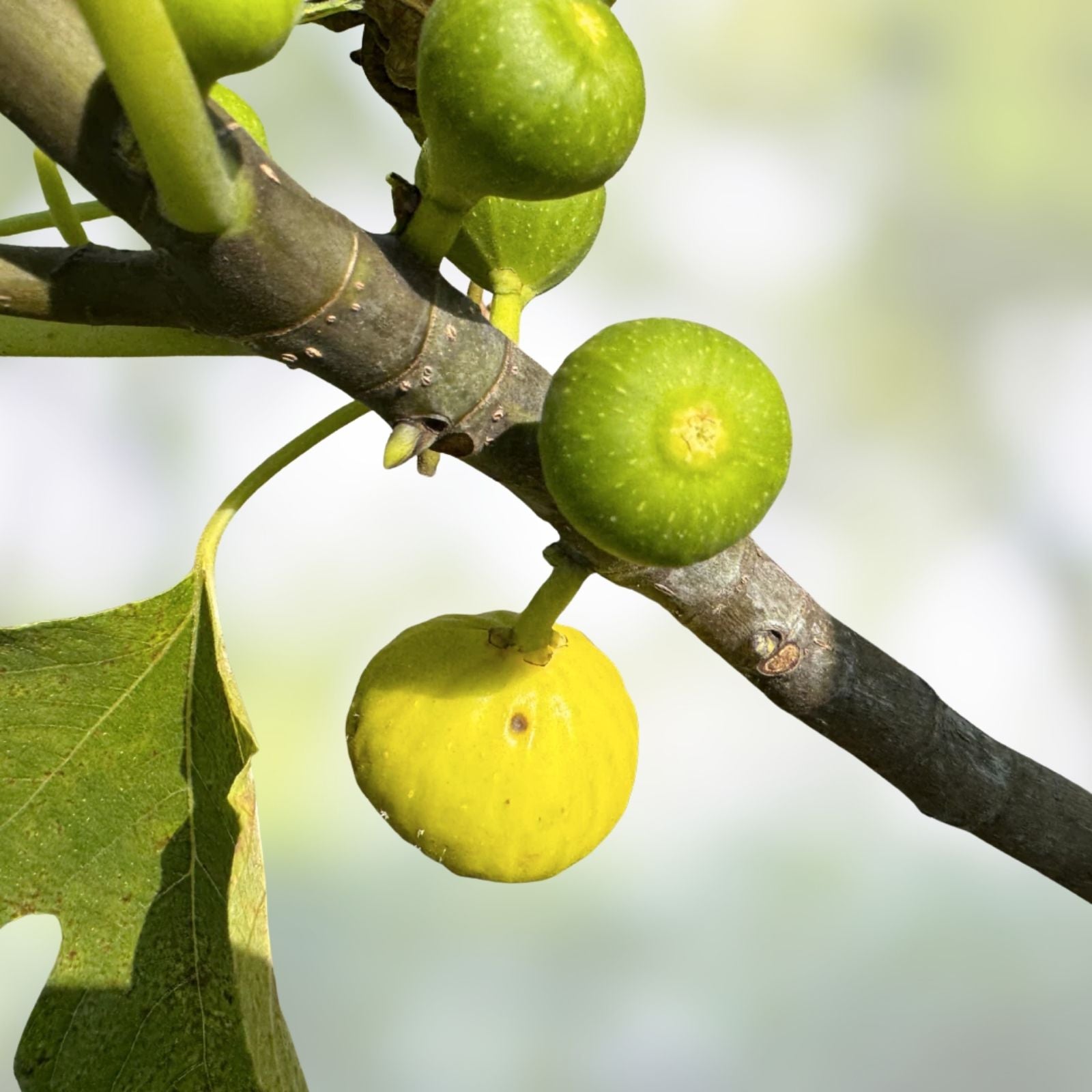 Fig Tree Cuttings Set - 6 Pcs Atreano Variety with Large Yellow Delicious Fruit - High Yield, Two Crops