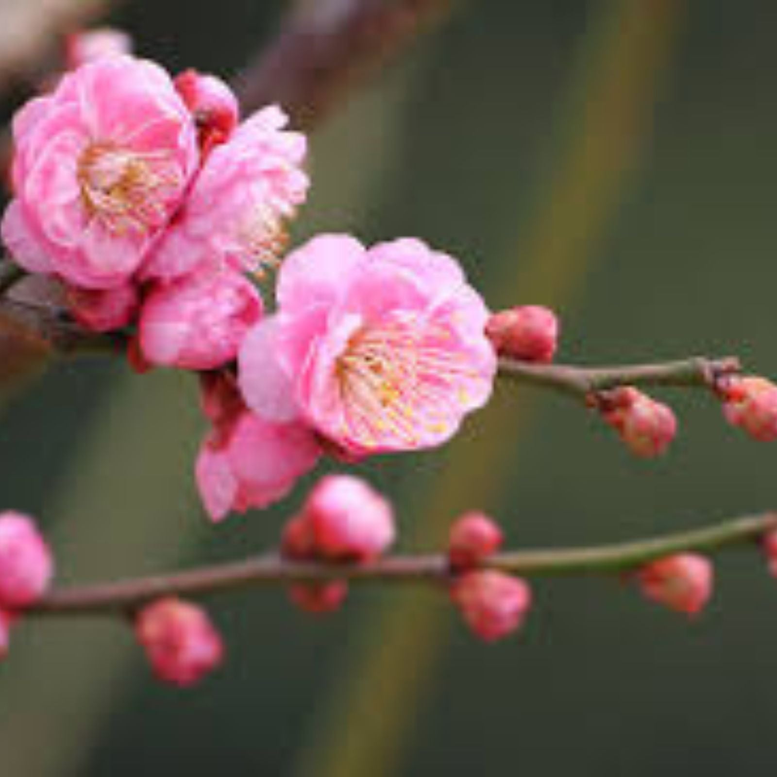 Flowering Plum Bonsai Tree Seeds | 10 Seeds | Prunus triloba | Decorative Flowering Tree for Gardening and Bonsai Cultivation