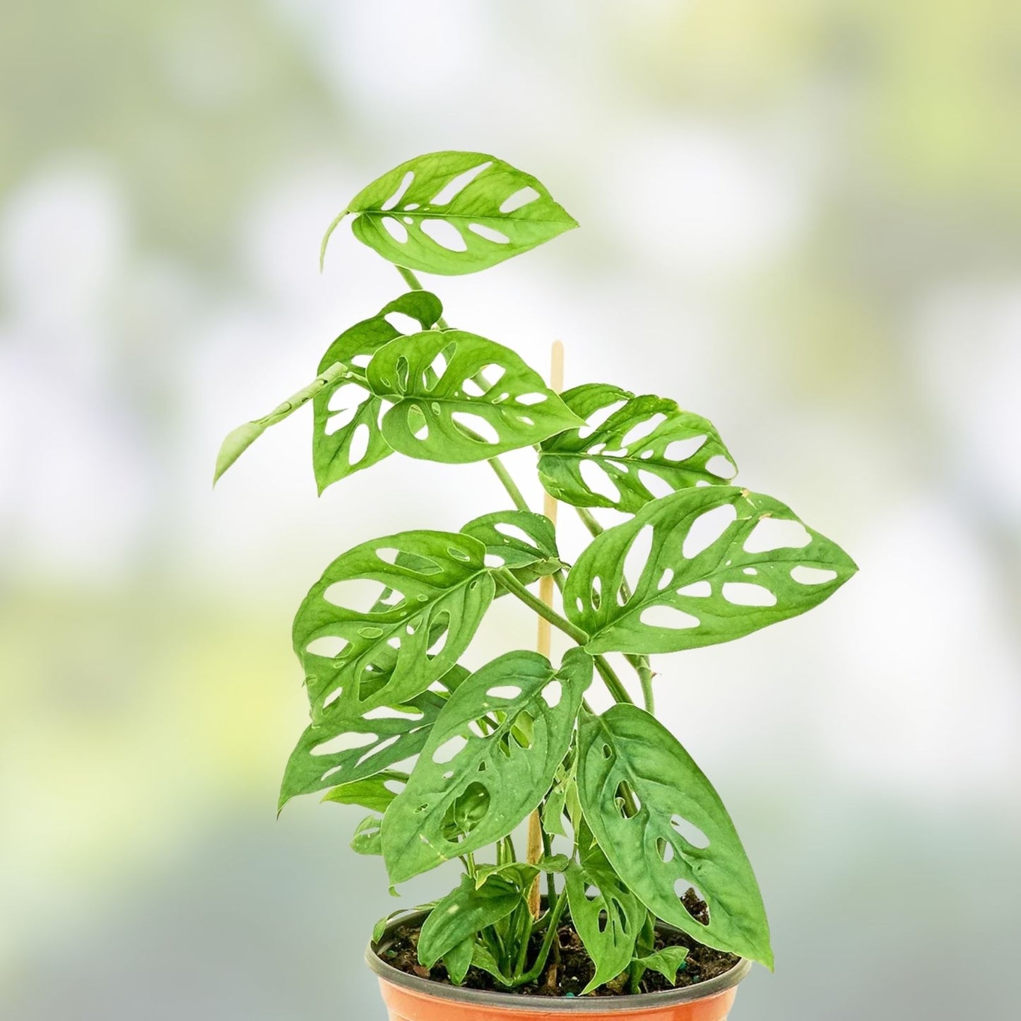 Swiss Cheese Monstera Rooted Cutting - Indoor Houseplant, Monstera adansonii, Unique Leaf Pattern, Easy Care Plant