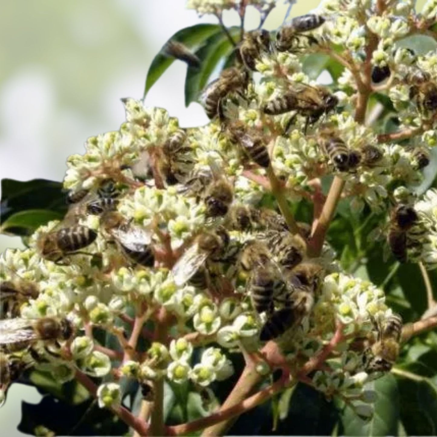 20 Bee Tree Seeds Euodia danielli Tetradium for Honey Production, Rare Pollinator Tree, Bee-Friendly Plant Seeds