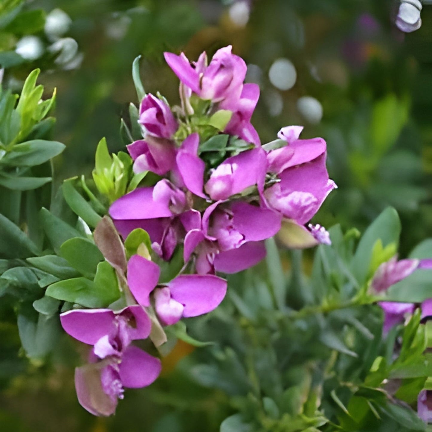 Polygala Myrtifolia Sweet Pea Bush 6" Live Flower Plant Cuttings - Hardy Perennial with Vibrant Blooms
