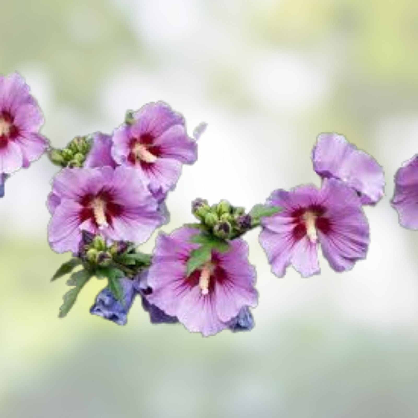 Rose of Sharon Plants - 12-24" Mixed Colors Hibiscus syriacus Hardy Shrubs for Zones 5-9